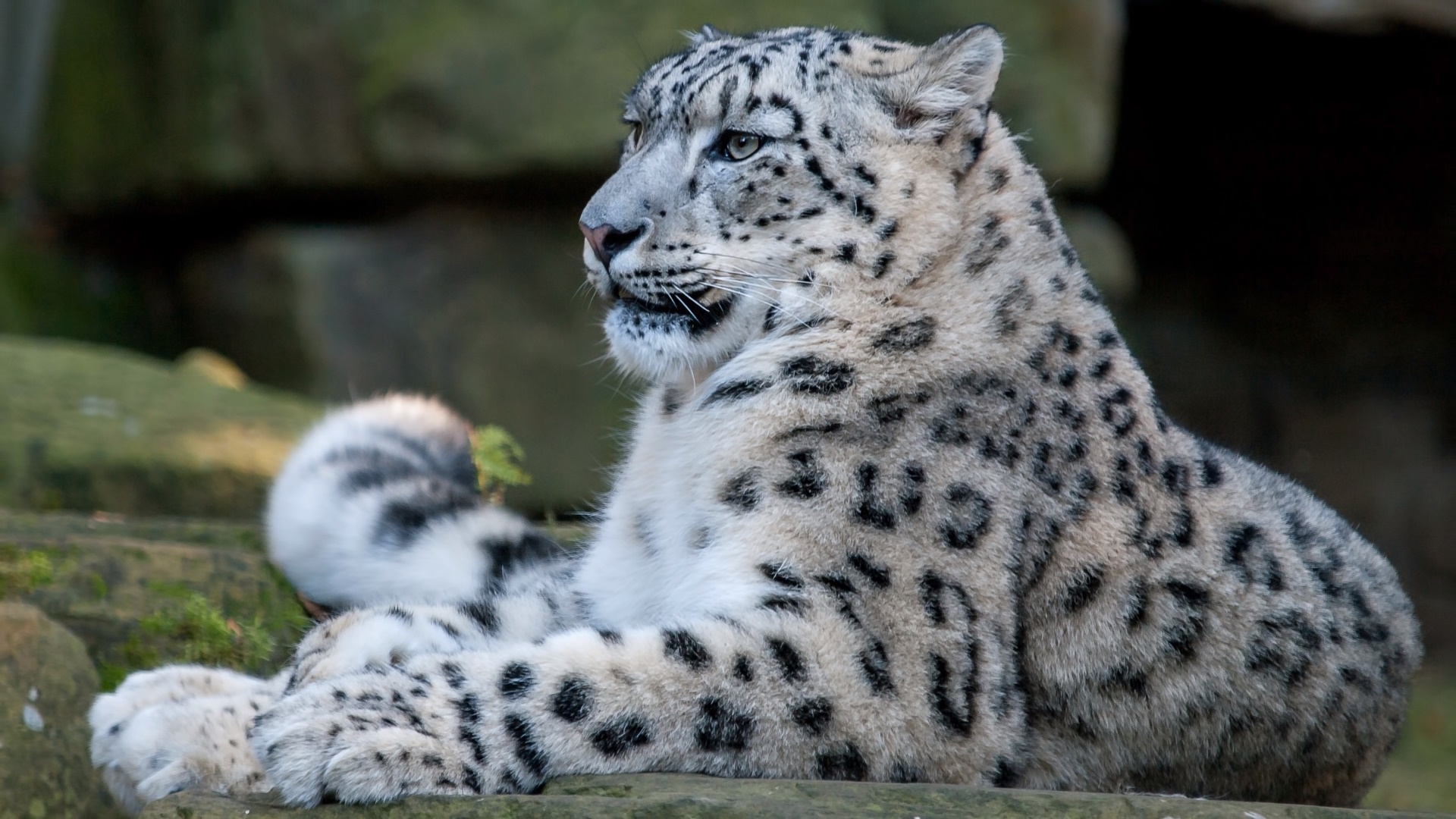 Descarga gratuita de fondo de pantalla para móvil de Animales, Gatos, Leopardo De Las Nieves.