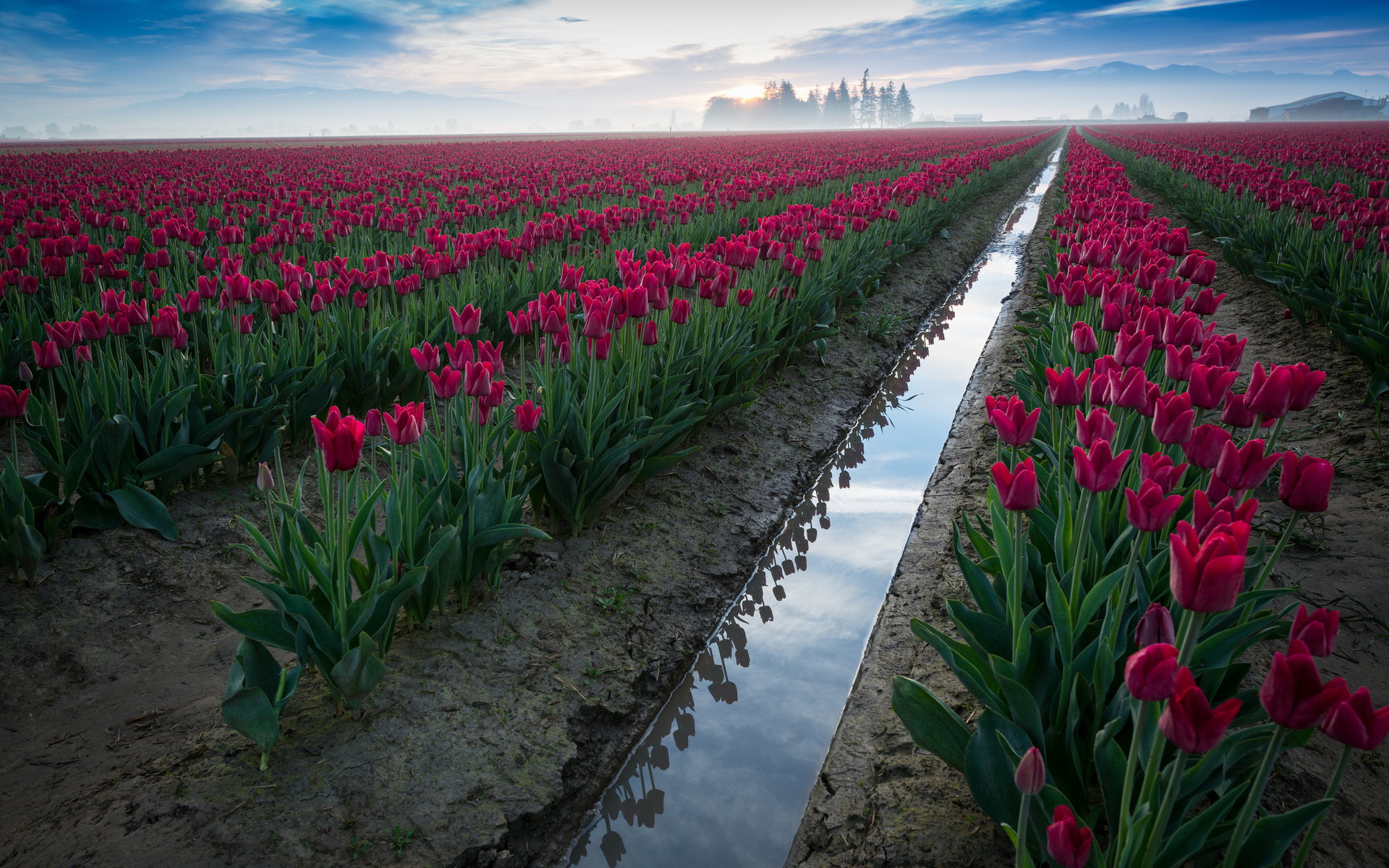 Téléchargez gratuitement l'image Fleurs, Tulipe, Terre/nature sur le bureau de votre PC