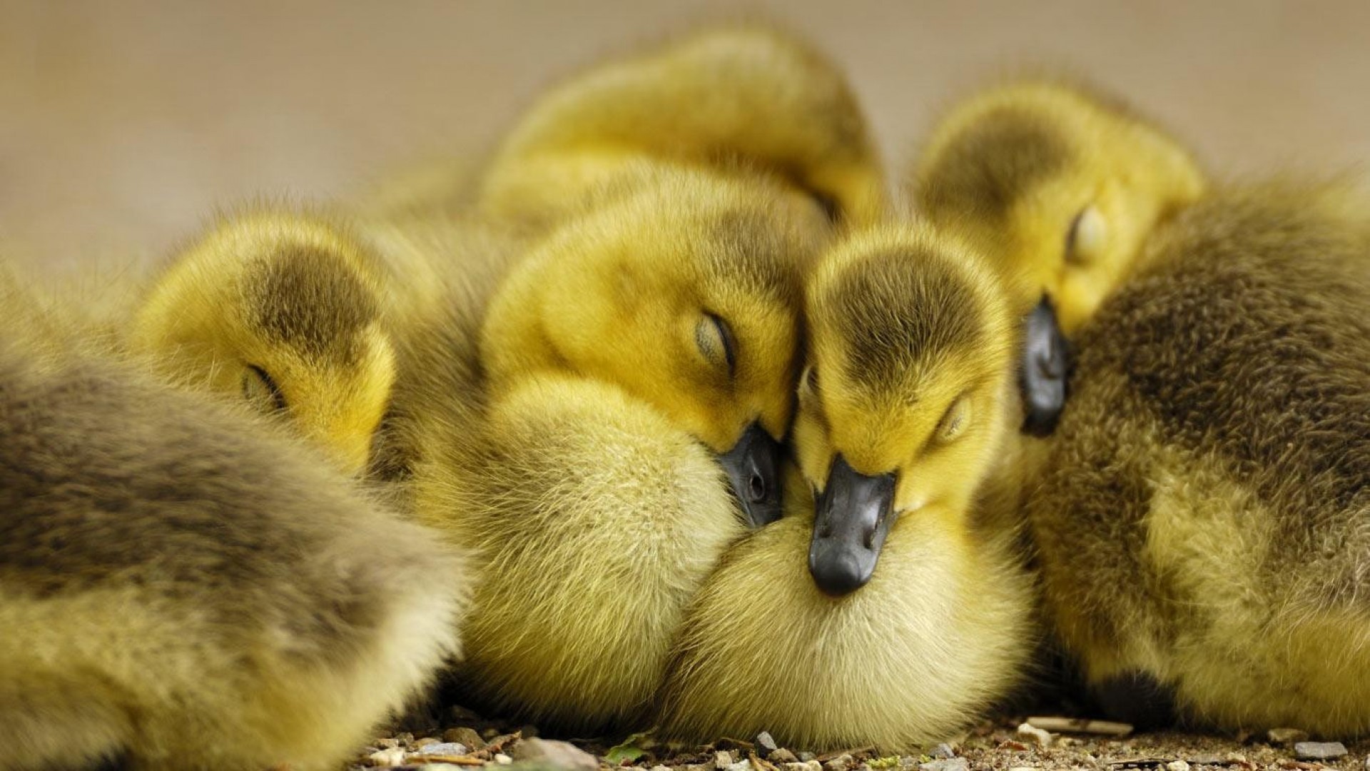 Download mobile wallpaper Birds, Animal, Duck, Cute, Duckling for free.