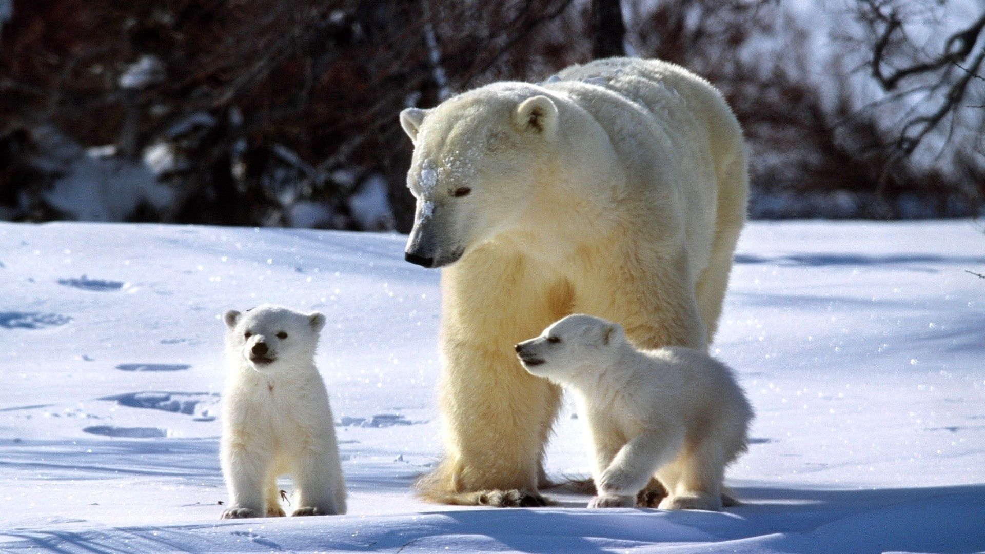 92048 скачать обои снег, белые медведи, прогулка, животные, семья - заставки и картинки бесплатно
