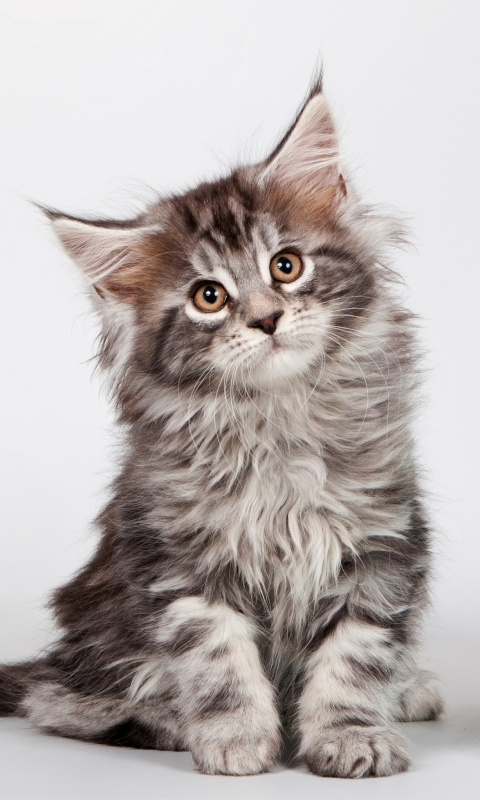 Download mobile wallpaper Cats, Cat, Kitten, Animal, Cute, Maine Coon for free.