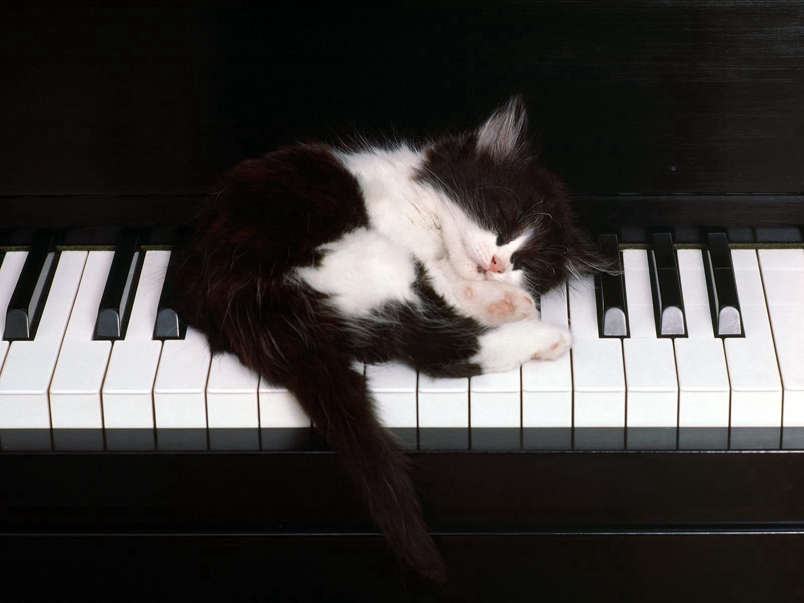 Free download wallpaper Sleep, Kitty, Kitten, Piano, Dream, Animals on your PC desktop