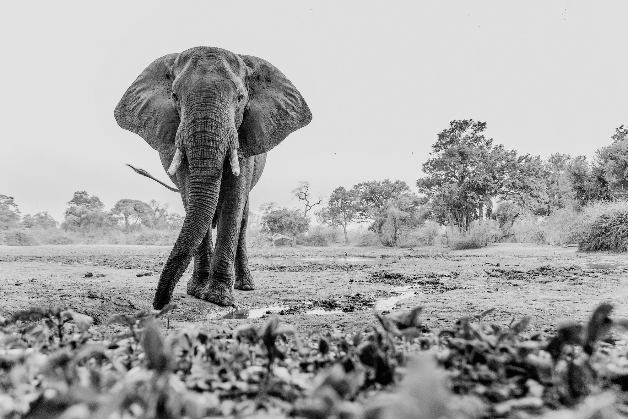 Скачать обои бесплатно Животные, Слоны, Чёрно Белое, Африканский Слон картинка на рабочий стол ПК