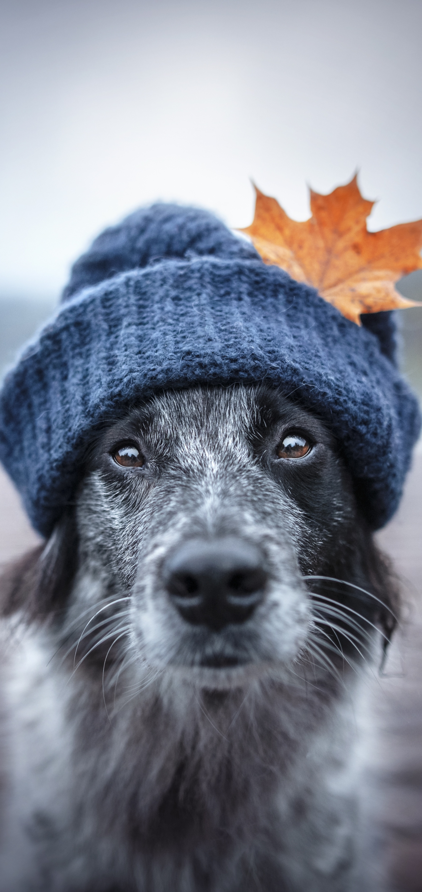 Download mobile wallpaper Dogs, Animal, Hat, Border Collie for free.