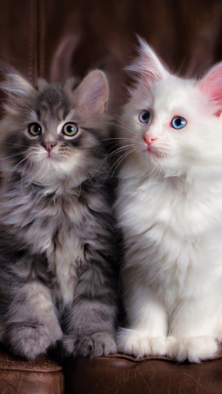 Download mobile wallpaper Cats, Cat, Fluffy, Kitten, Animal, Cute, Baby Animal for free.