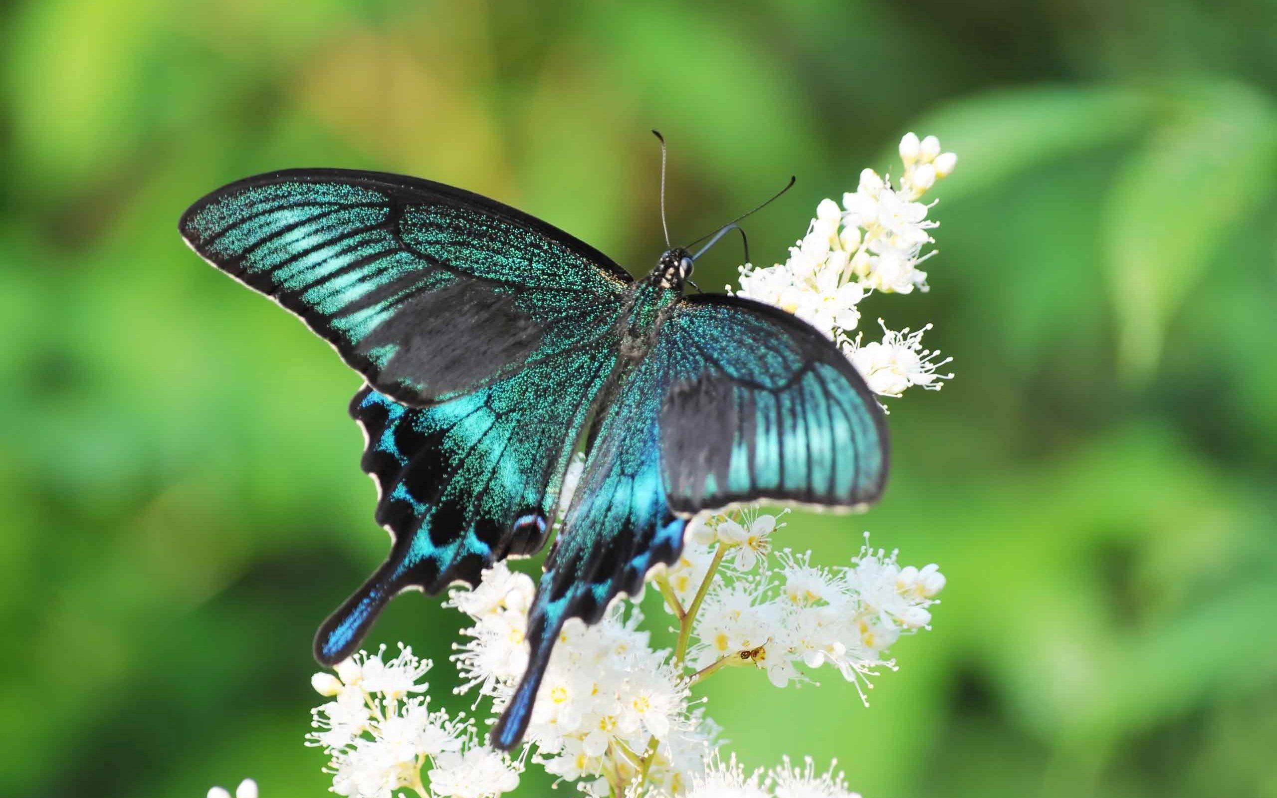Laden Sie das Patterns, Blumen, Makro, Flügel, Schmetterling-Bild kostenlos auf Ihren PC-Desktop herunter