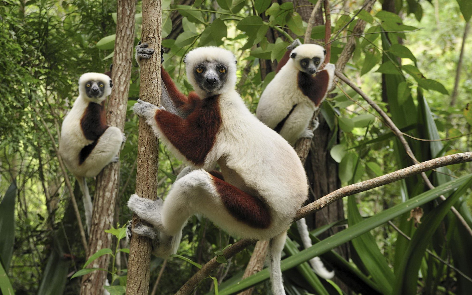 294504 descargar fondo de pantalla animales, lémur, monos: protectores de pantalla e imágenes gratis