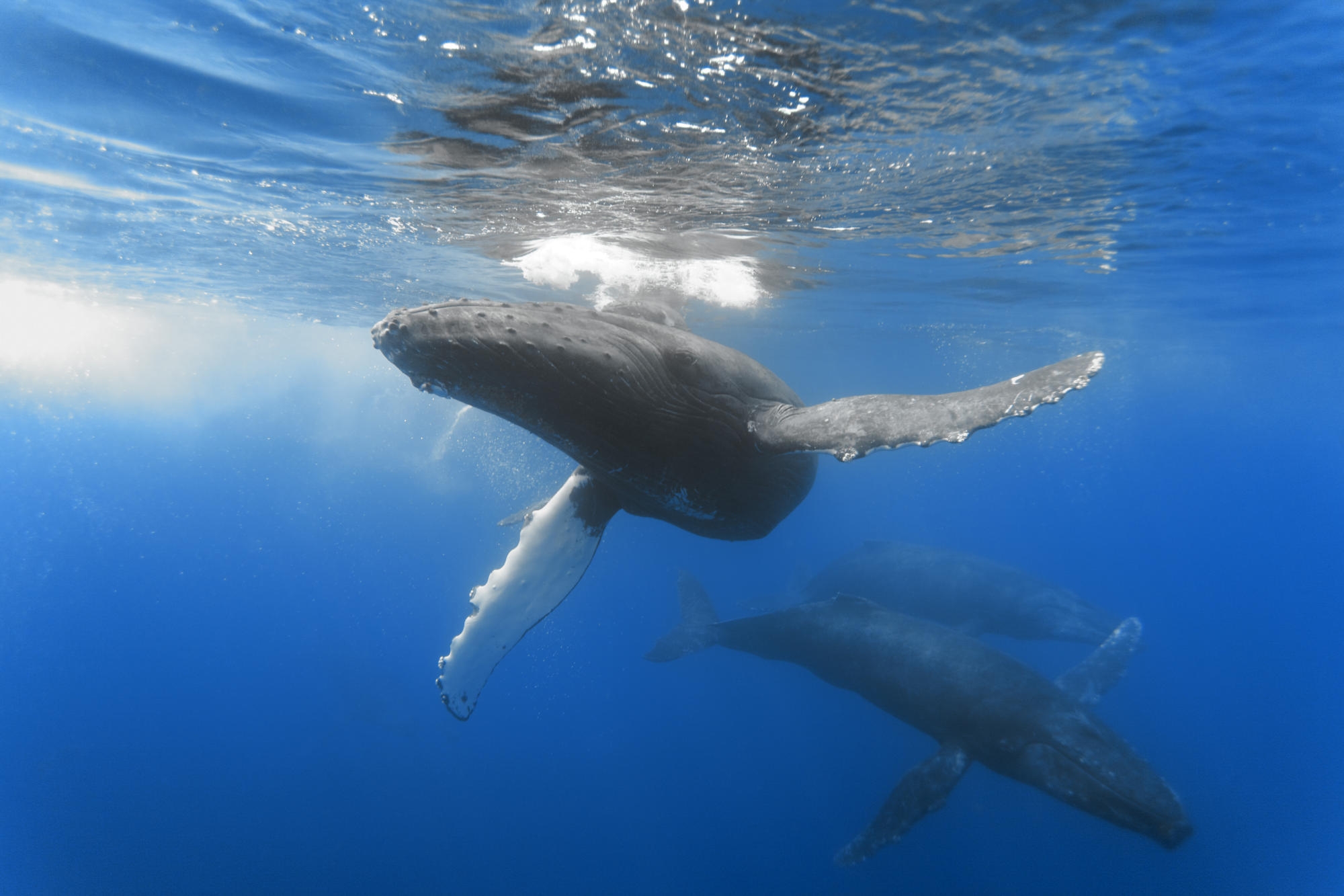 underwater world, whale, animals, ocean, to swim, swim, depth HD wallpaper