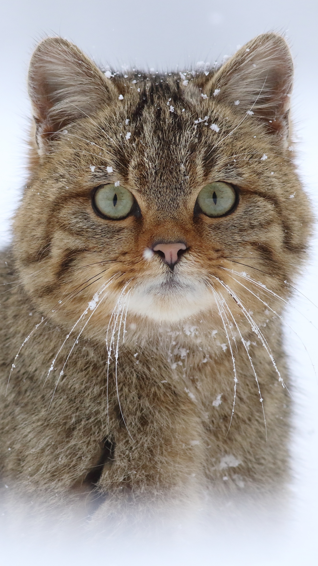 Handy-Wallpaper Tiere, Katzen, Katze, Schneefall, Starren kostenlos herunterladen.