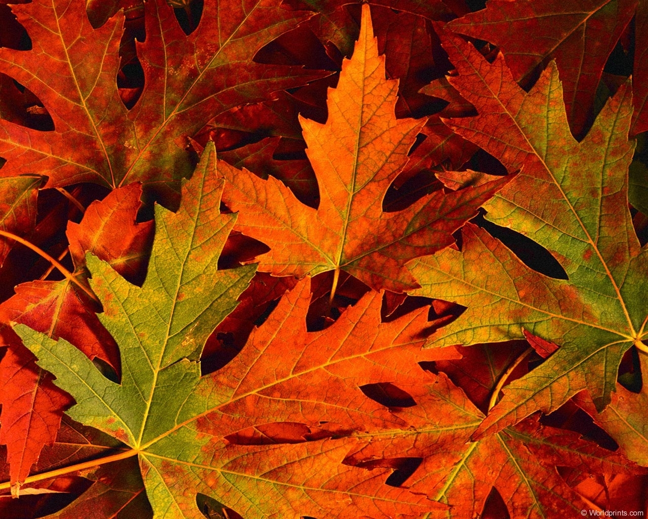 Скачать картинку Листья, Фон, Растения, Осень в телефон бесплатно.