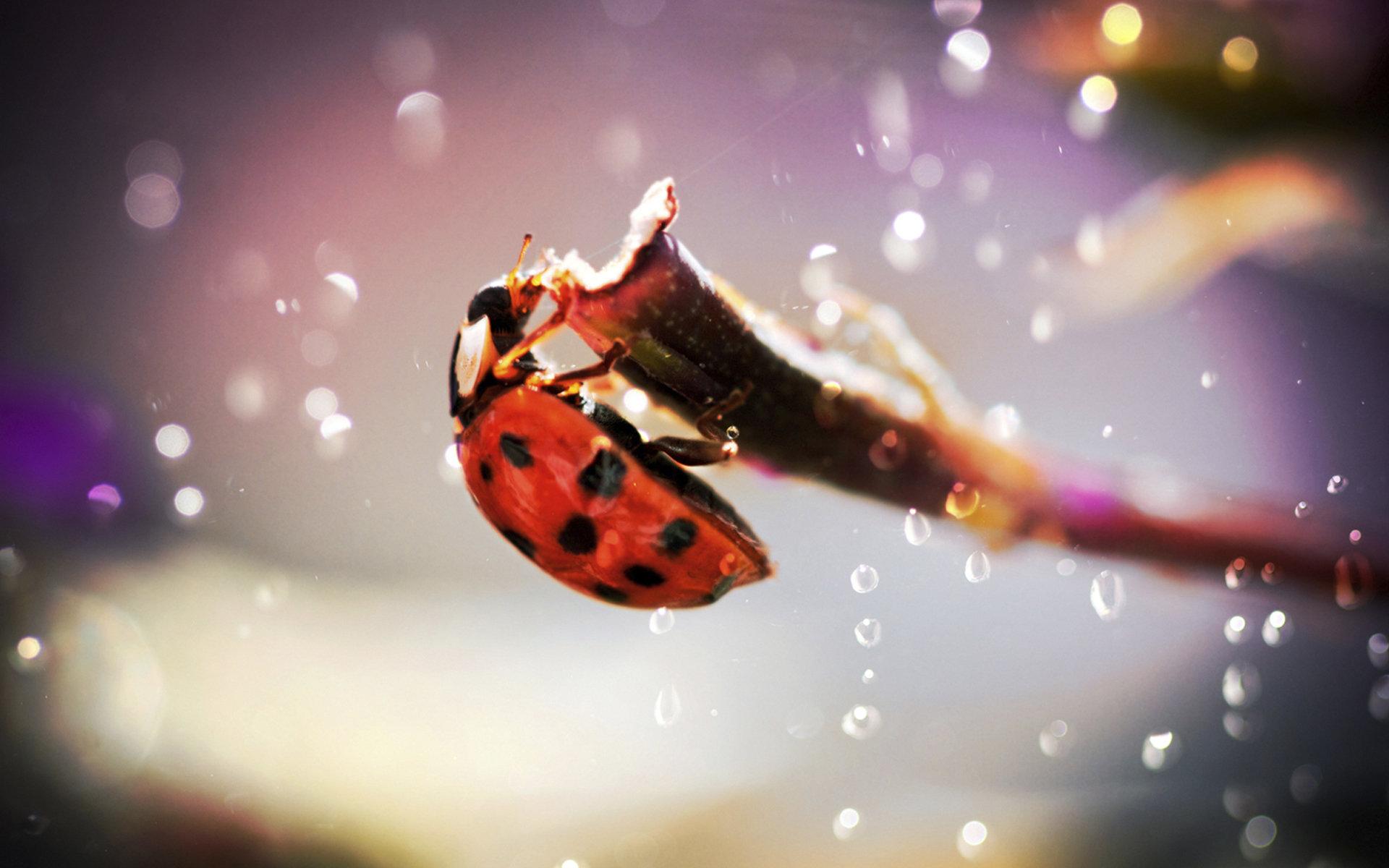 Download mobile wallpaper Animal, Ladybug for free.