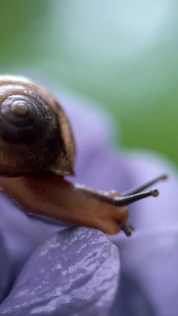 Téléchargez des papiers peints mobile Animaux, Escargot gratuitement.