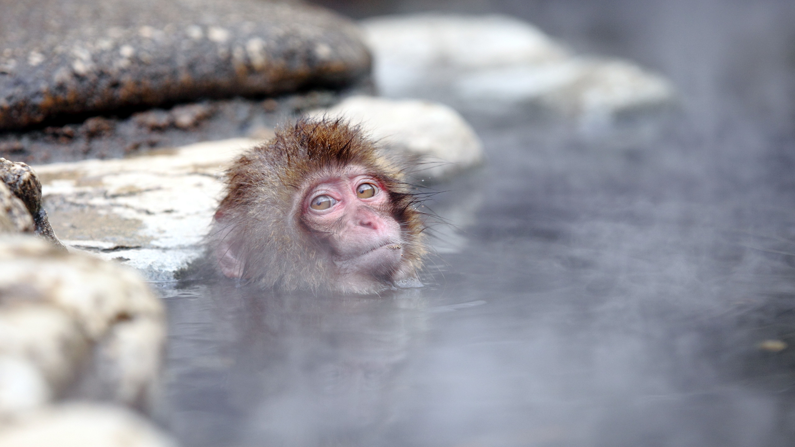 278918 Bild herunterladen tiere, japanmakak, affen - Hintergrundbilder und Bildschirmschoner kostenlos