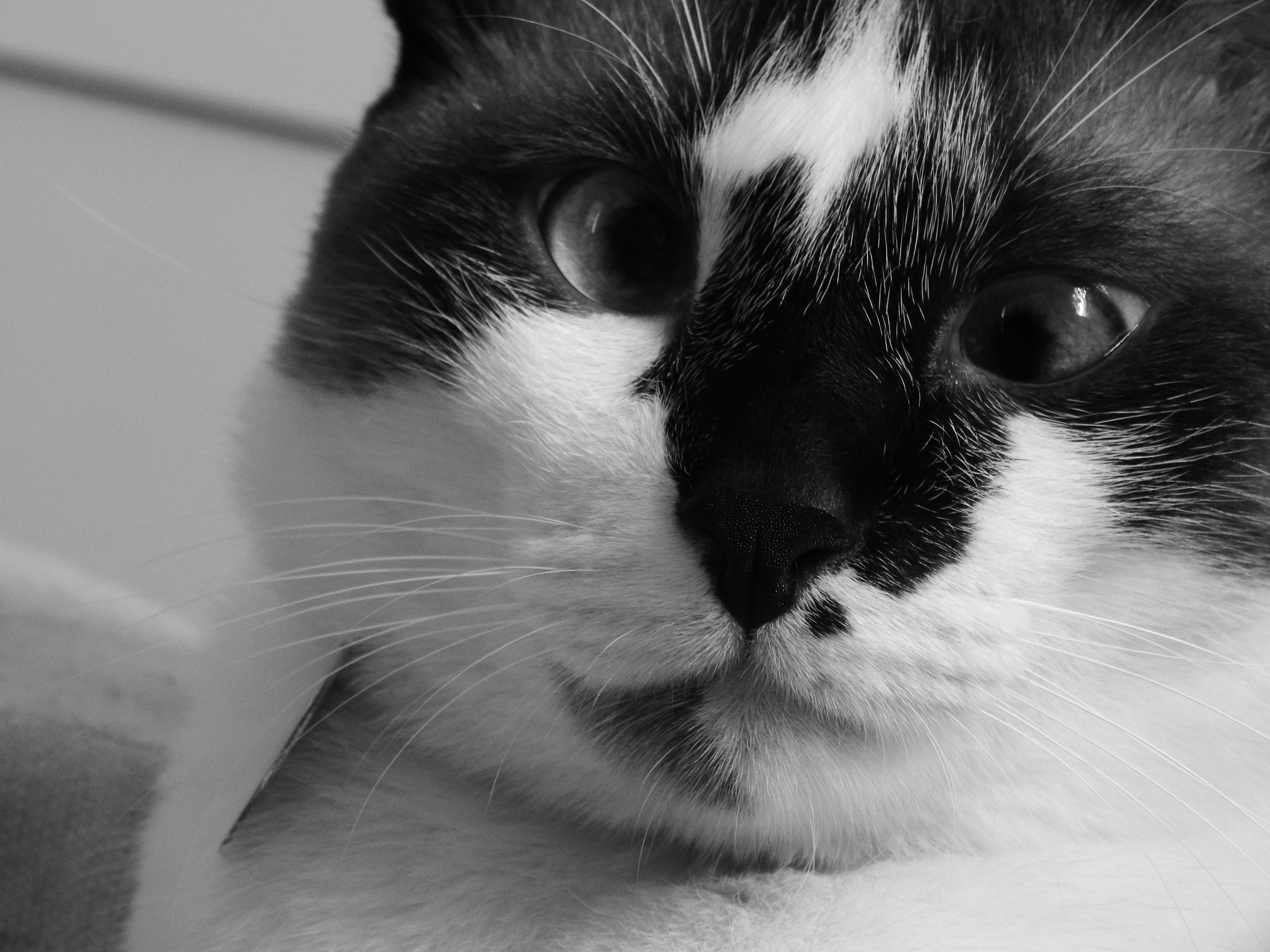 Descarga gratuita de fondo de pantalla para móvil de Animales, Gatos, Gato, De Cerca, Gracioso, Blanco Y Negro.