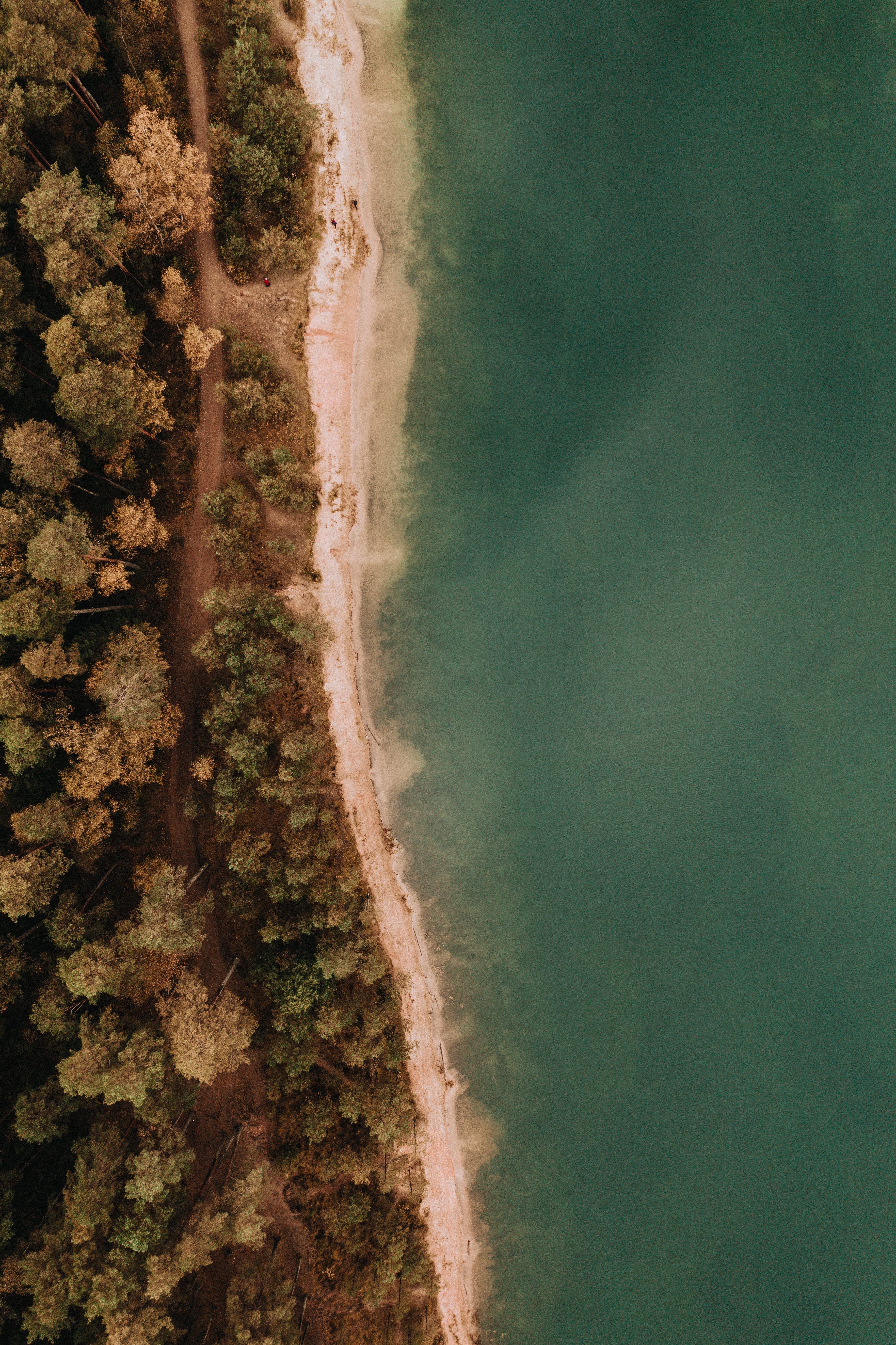 Download mobile wallpaper Trees, Sea, View From Above, Coast, Forest, Nature for free.