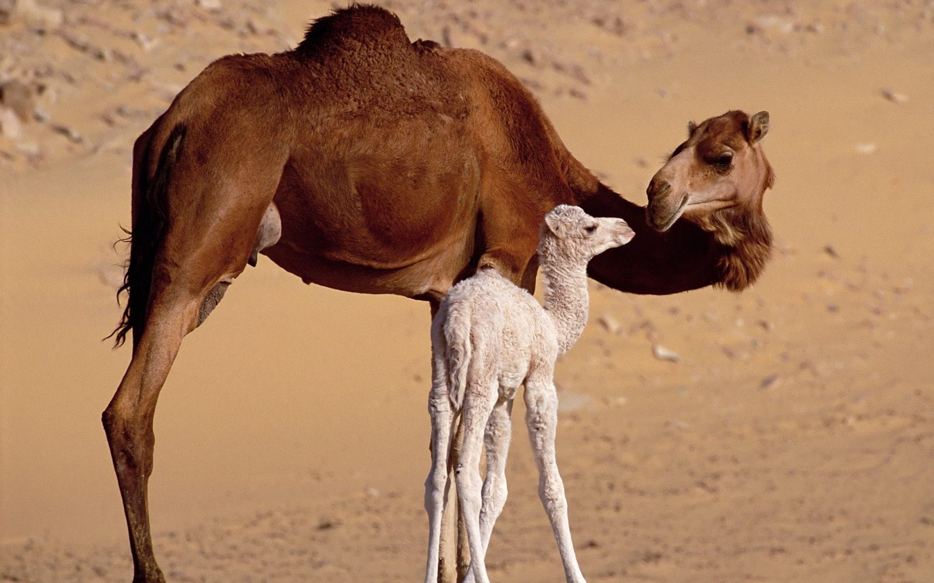 534811 Hintergrundbild herunterladen tiere, kamel - Bildschirmschoner und Bilder kostenlos