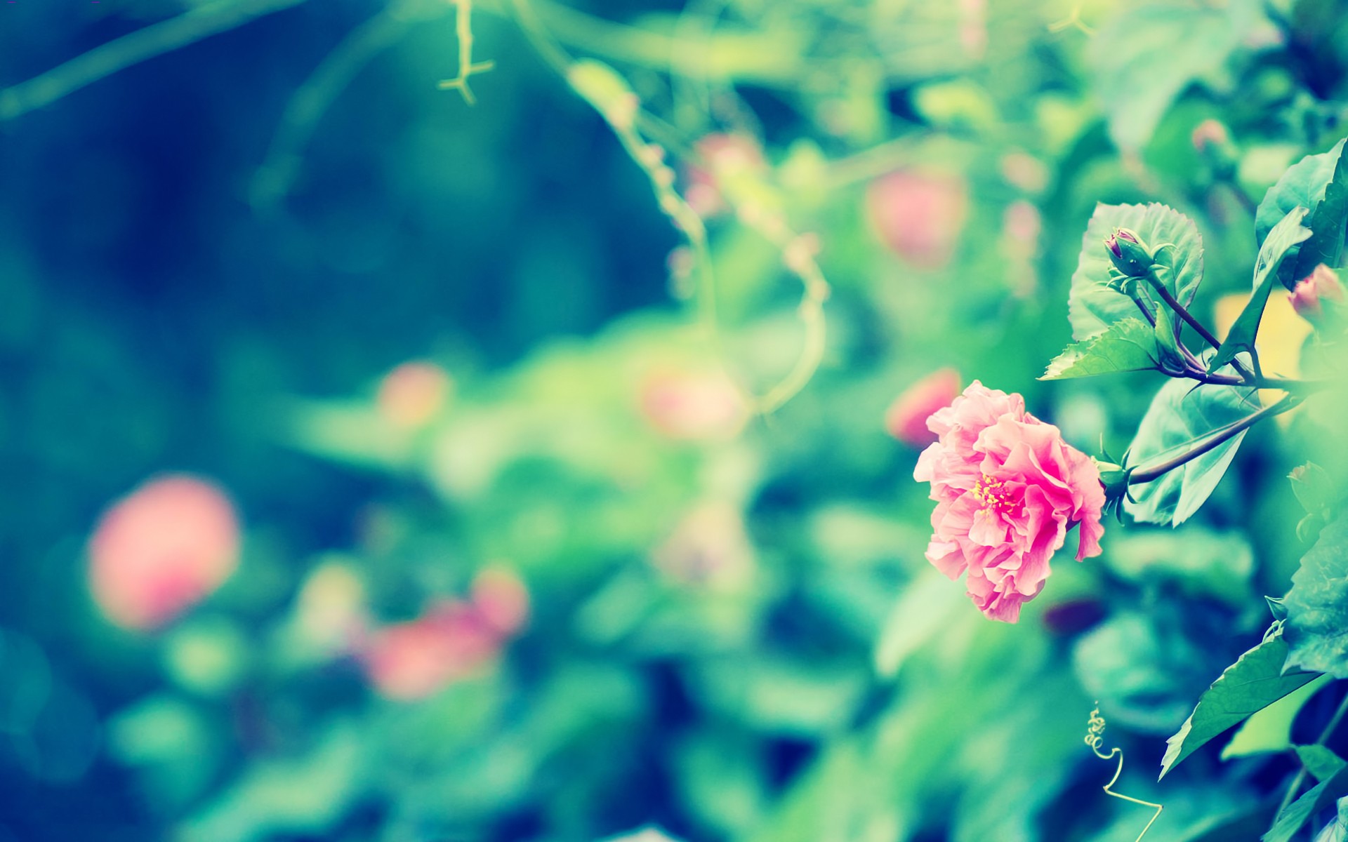 Descarga gratuita de fondo de pantalla para móvil de Flores, Flor, Tierra/naturaleza.