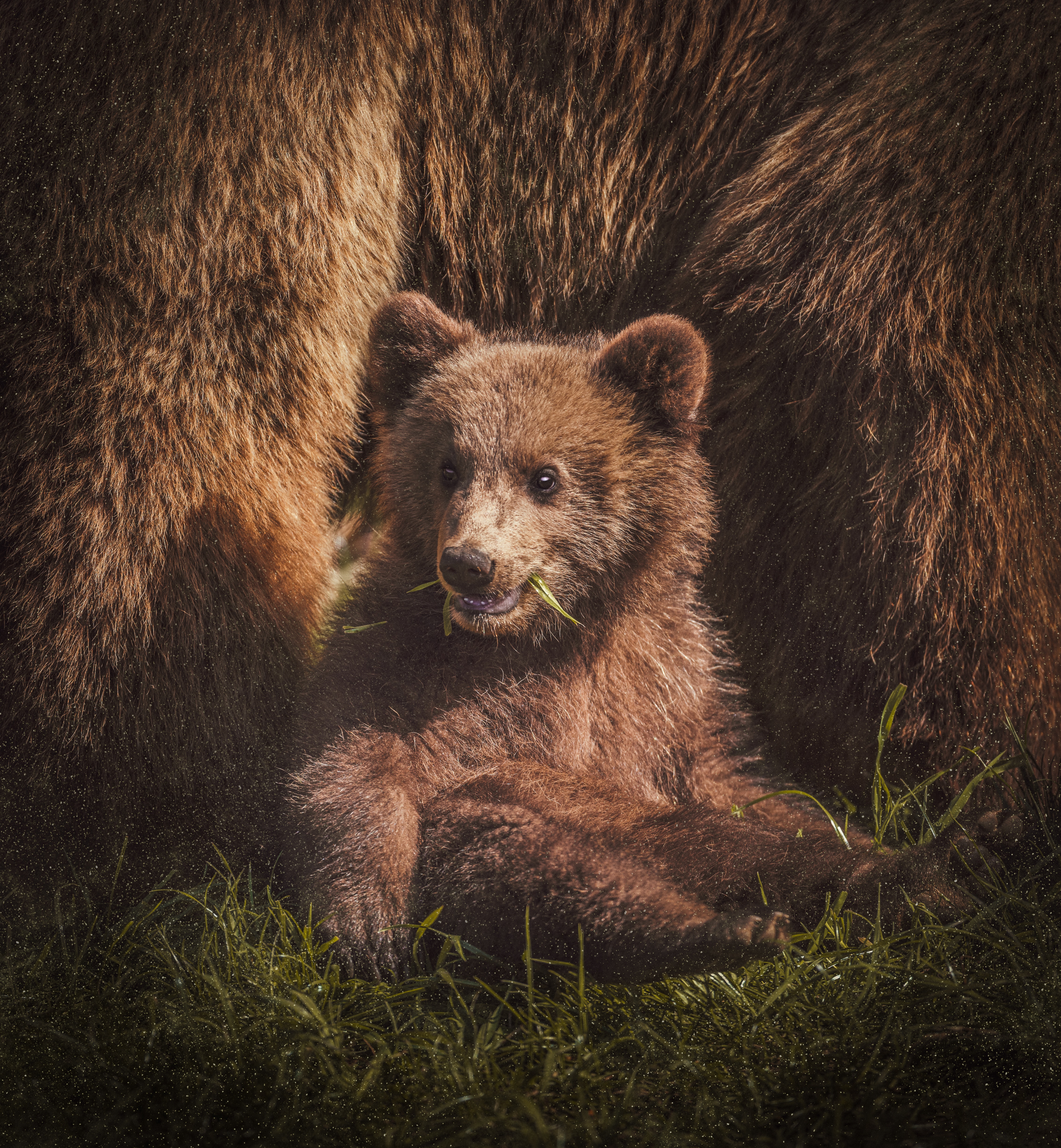 134555 скачать обои медведь, животные, животное, милый, забавный, медвежонок - заставки и картинки бесплатно