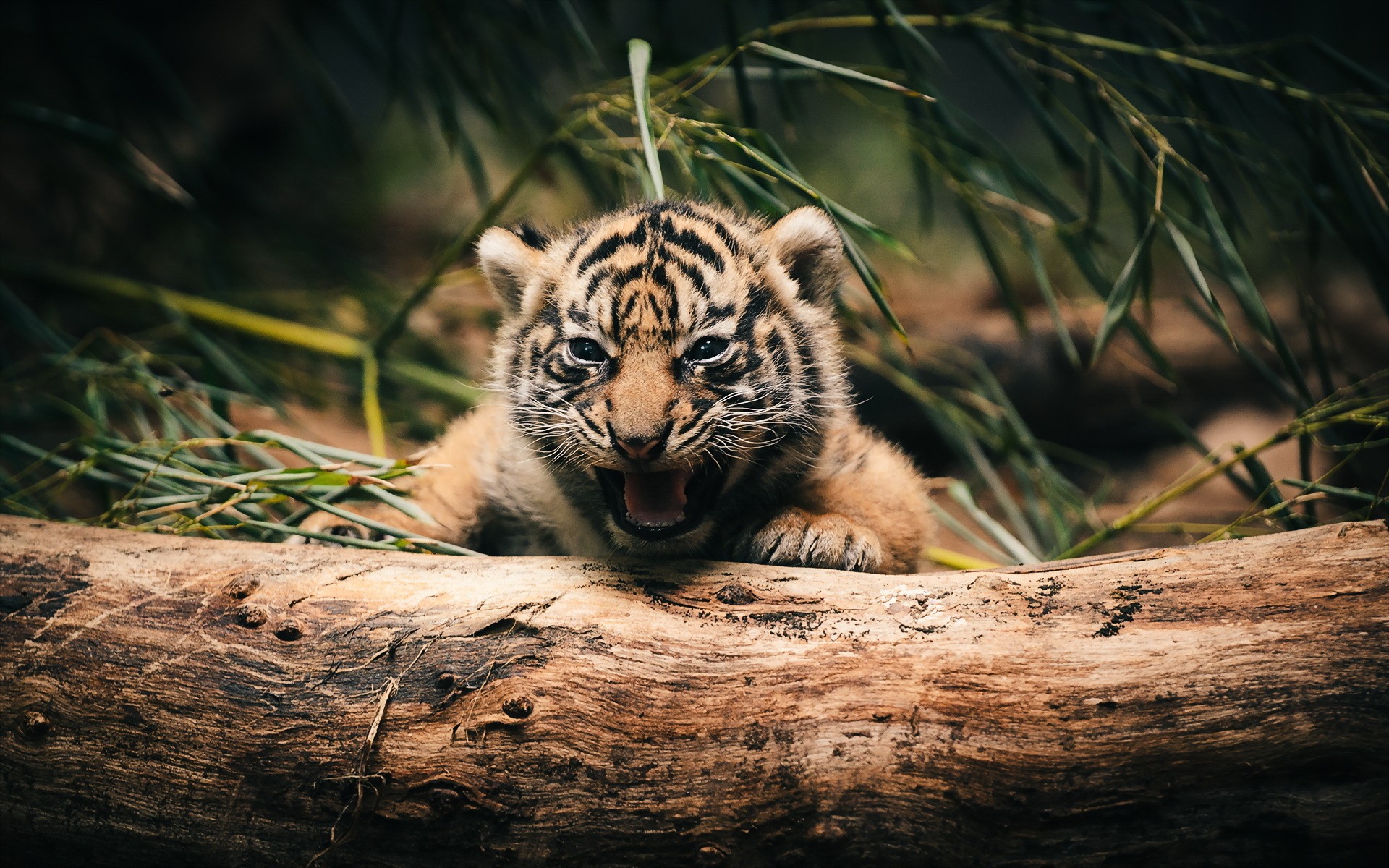 Скачать картинку Животные, Тигр в телефон бесплатно.