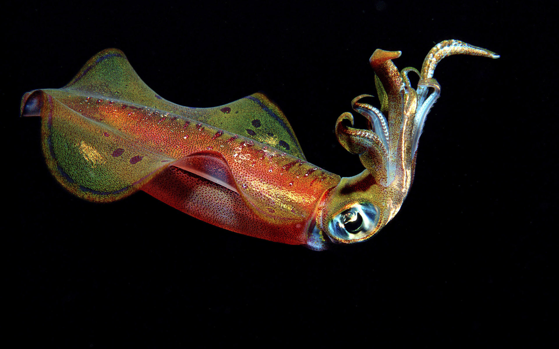animal, squid