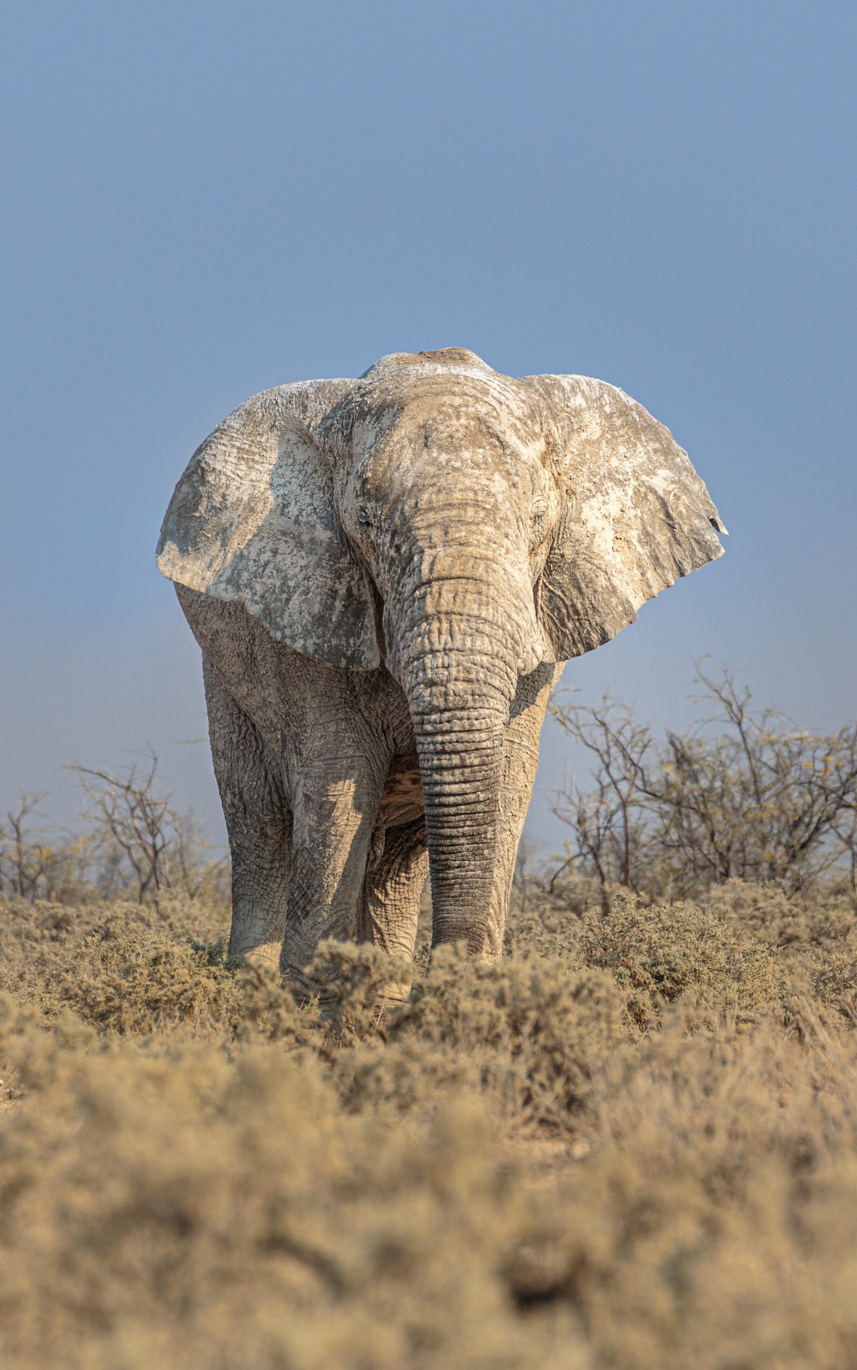 Descarga gratuita de fondo de pantalla para móvil de Animales, Elefantes, Elefante Africano De Sabana.
