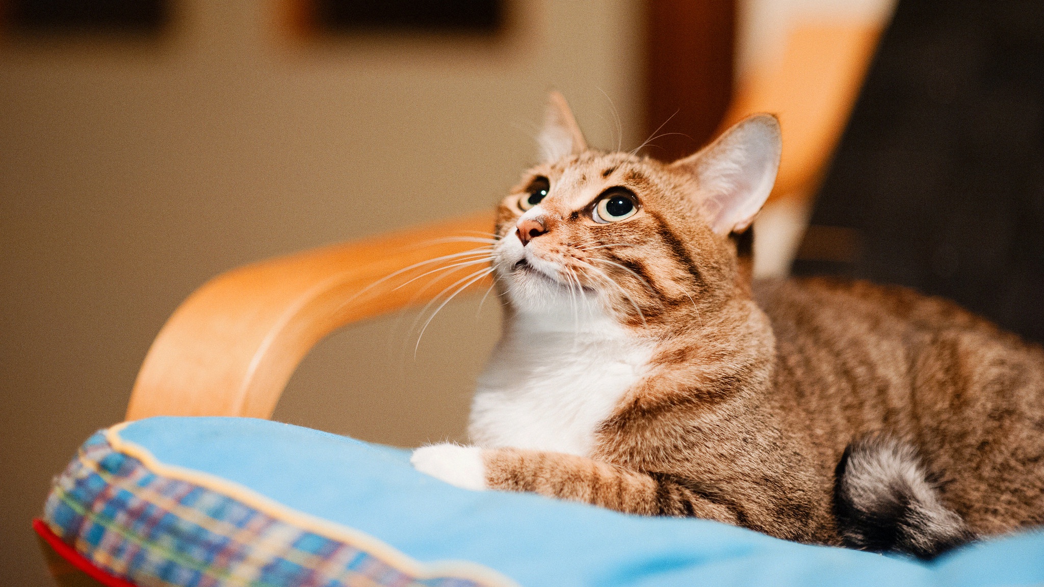 無料モバイル壁紙動物, ネコ, 猫をダウンロードします。