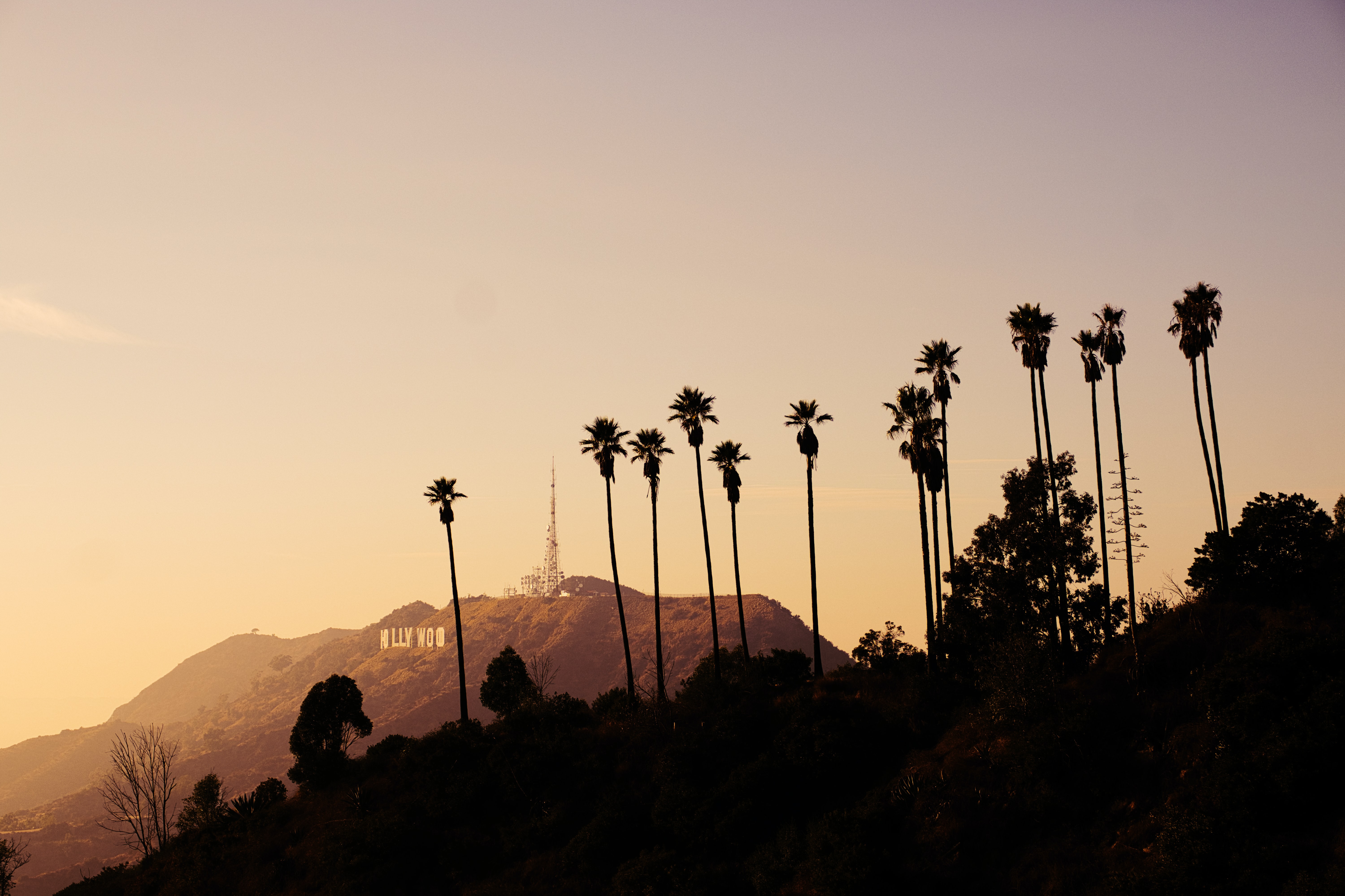 Handy-Wallpaper Natur, Bush, Mountains, Palms, Hollywood kostenlos herunterladen.