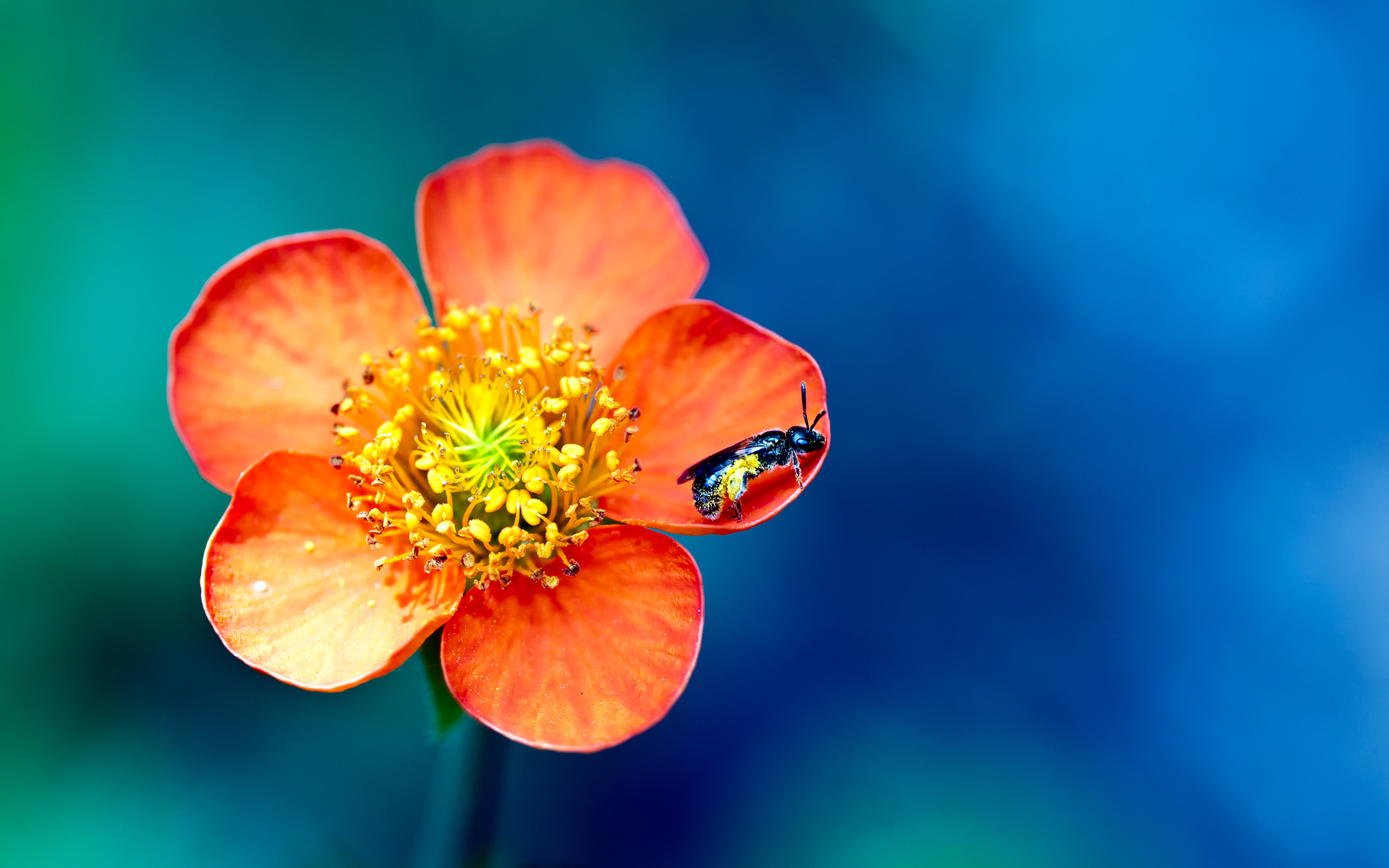 Baixe gratuitamente a imagem Flores, Flor, Inseto, Fotografia, Terra/natureza na área de trabalho do seu PC