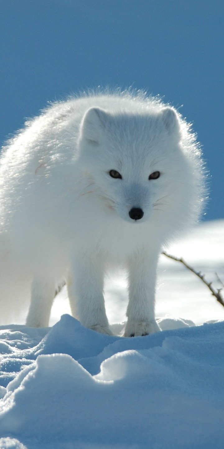 Téléchargez des papiers peints mobile Animaux, Hiver, Chiens, Renard Polaire, L'hiver, Neiger gratuitement.