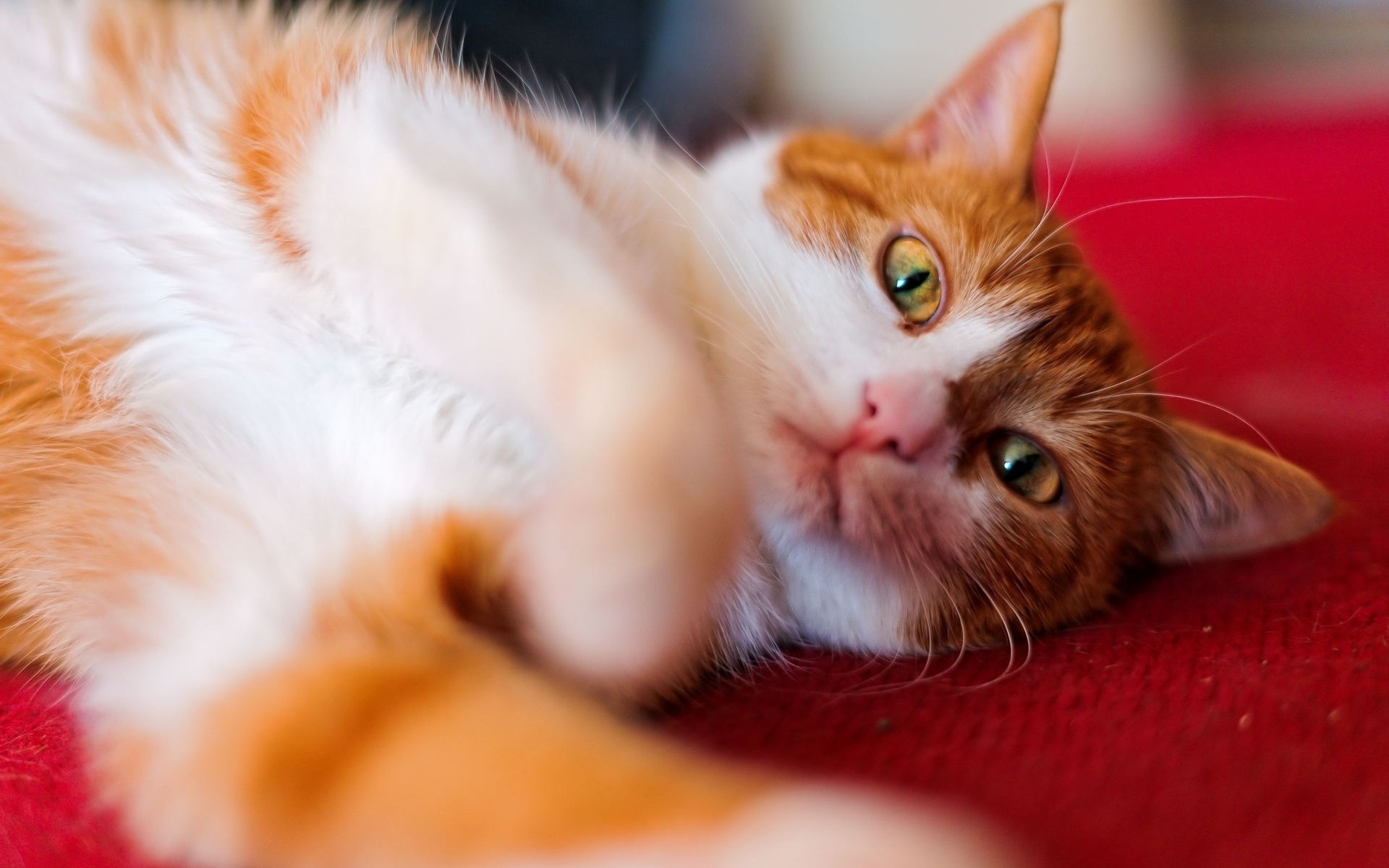 Téléchargez des papiers peints mobile Animaux, Chat gratuitement.