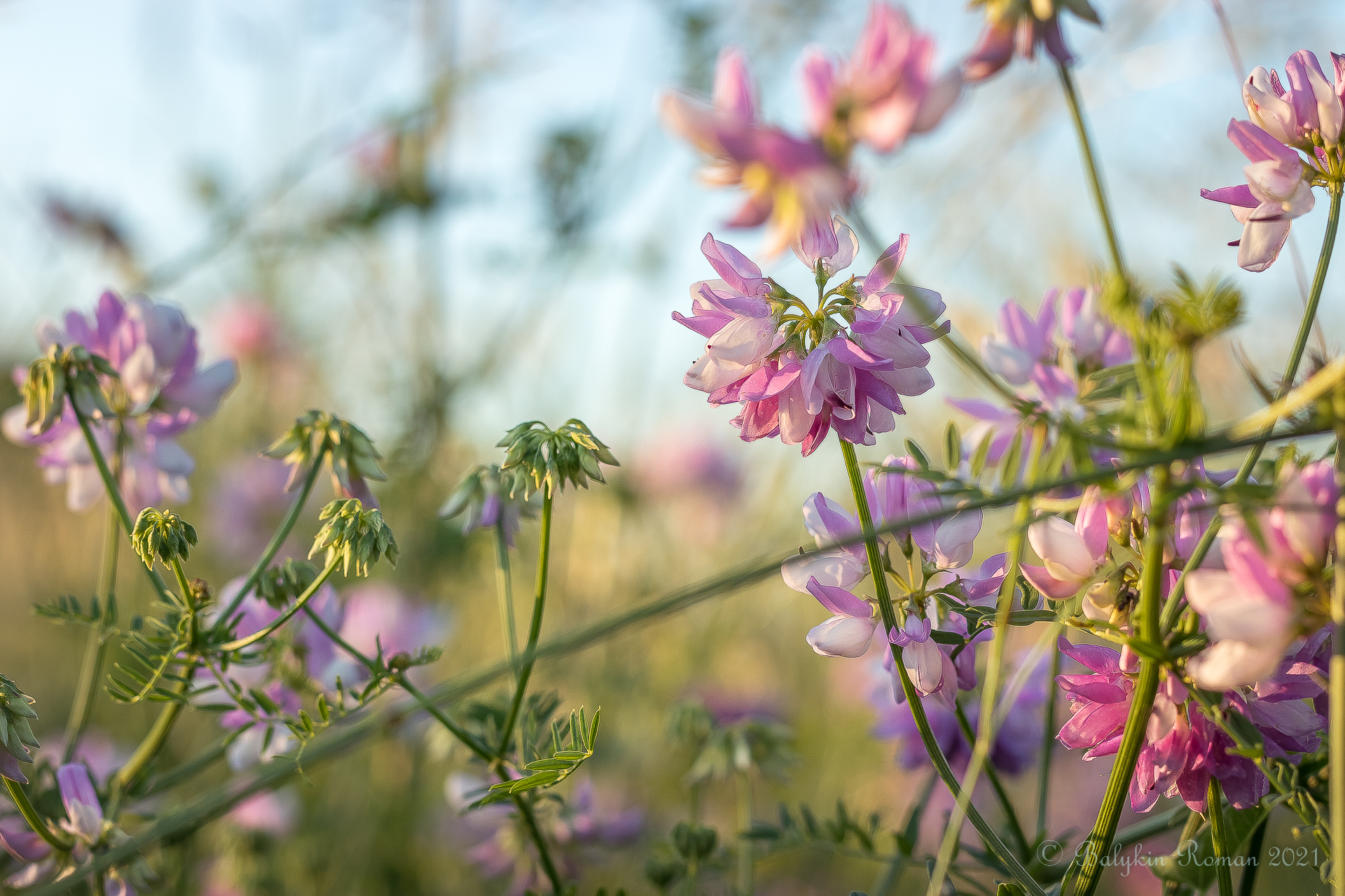 Handy-Wallpaper Blumen, Blume, Erde/natur kostenlos herunterladen.