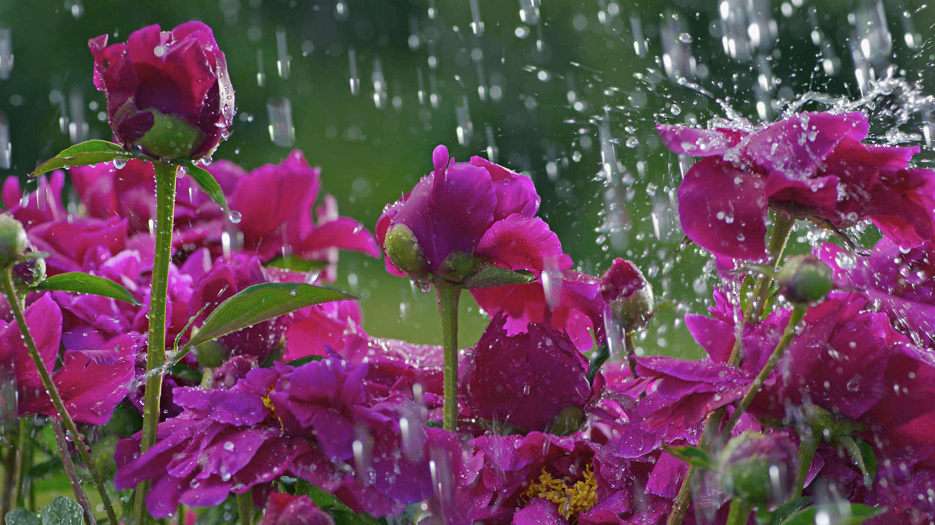 Descarga gratuita de fondo de pantalla para móvil de Flor, Tierra/naturaleza.