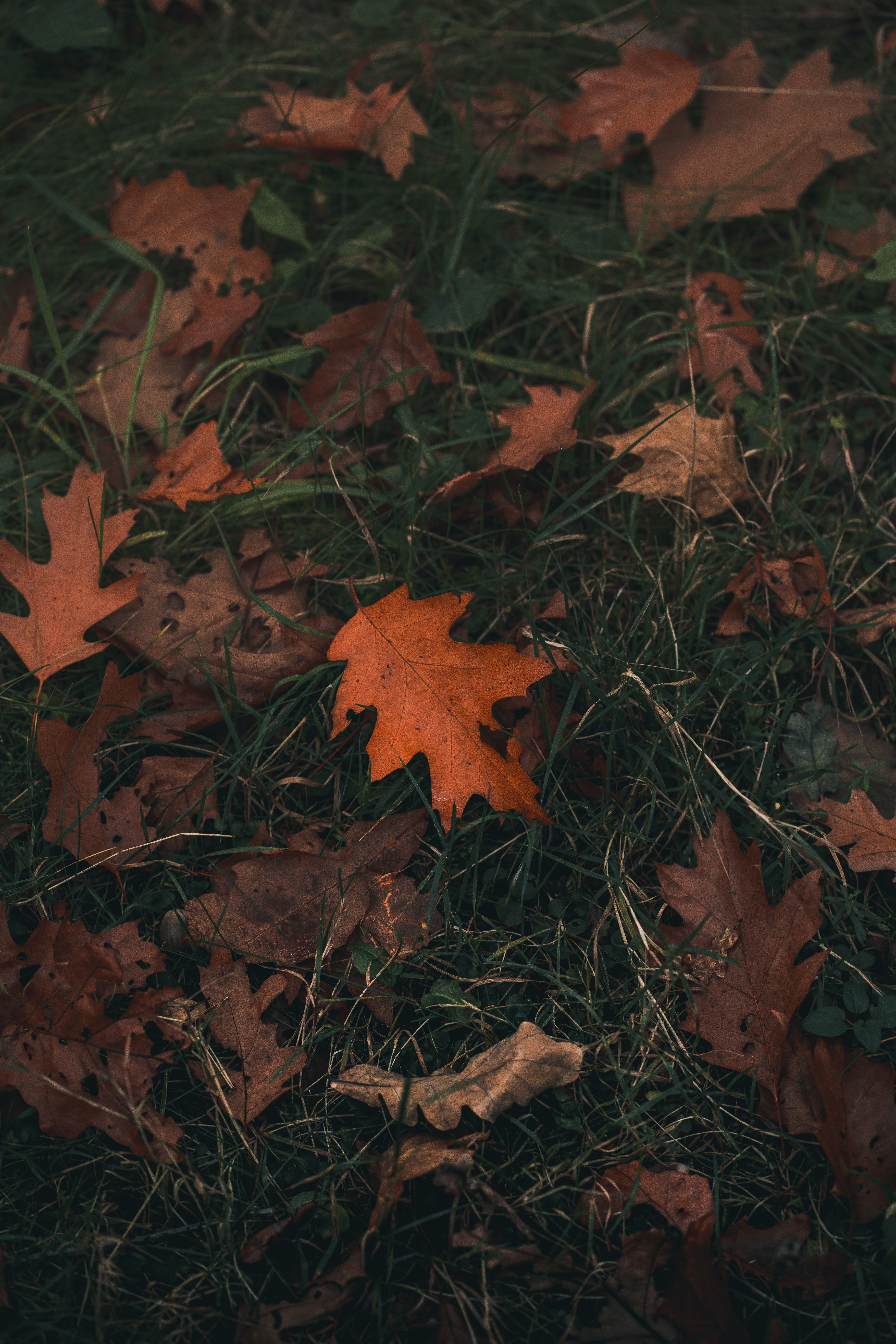Free download wallpaper Grass, Oak, Nature, Sheet, Leaf, Autumn on your PC desktop