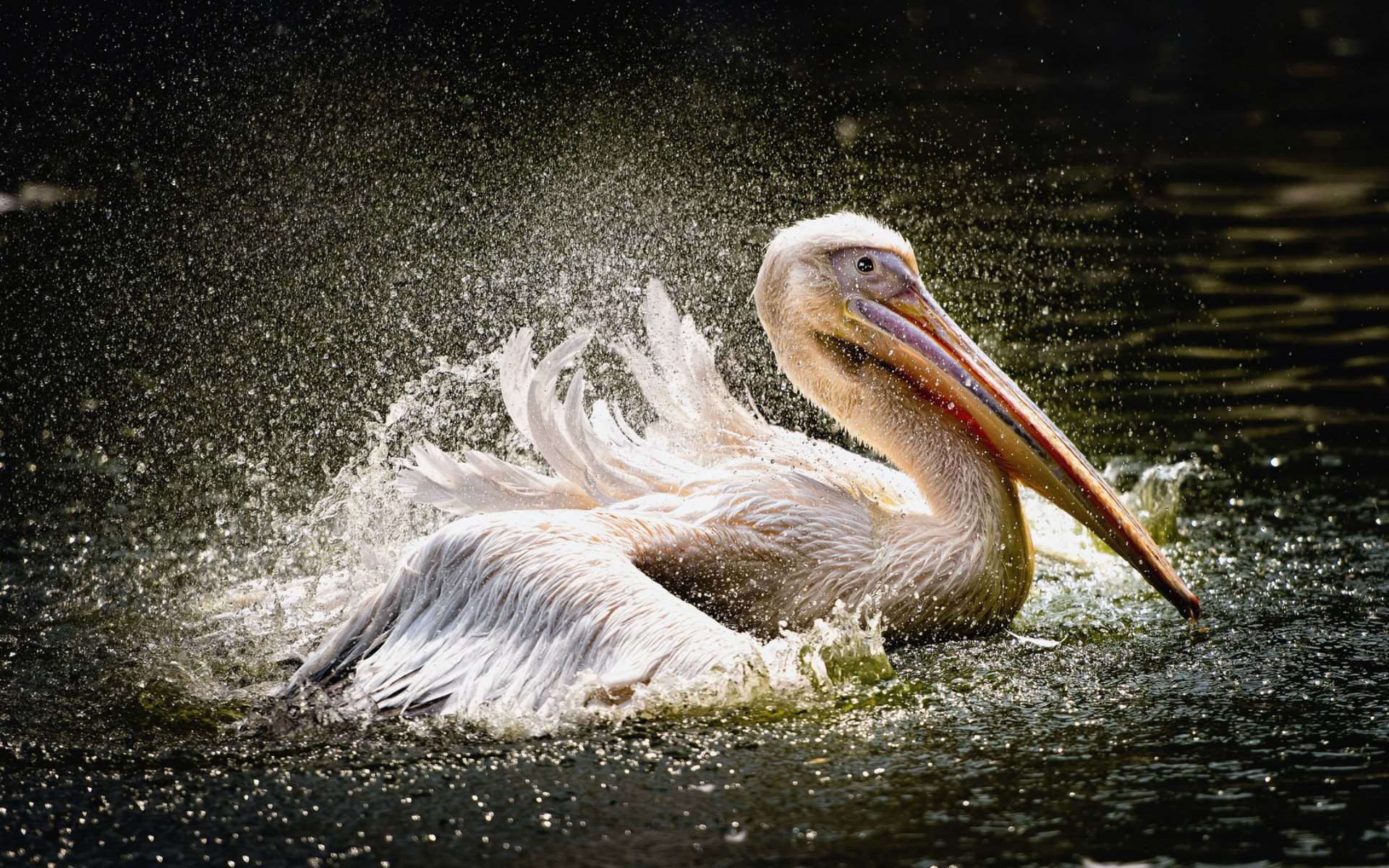 animal, pelican, birds