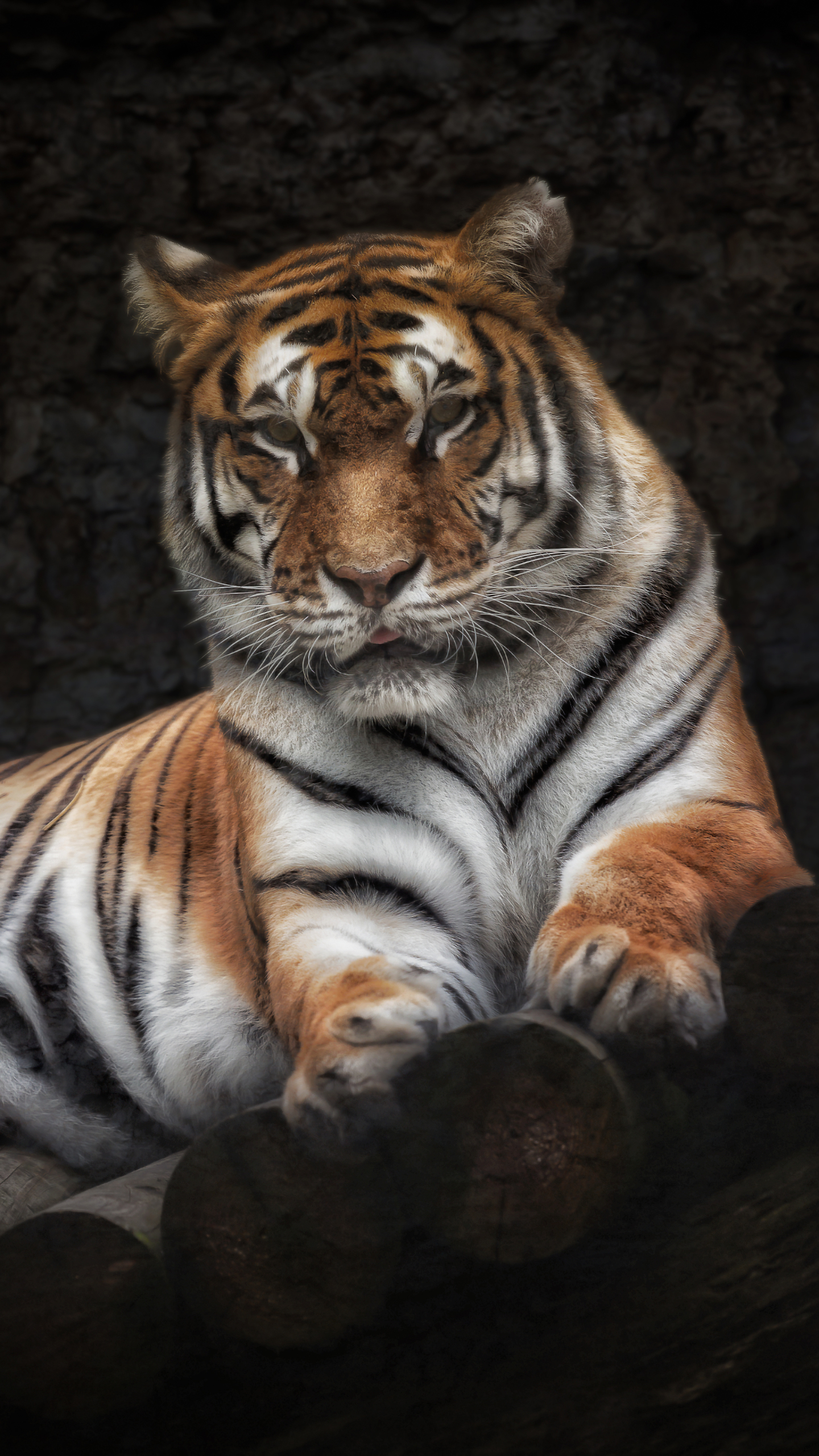 Download mobile wallpaper Cats, Animal, Tiger for free.