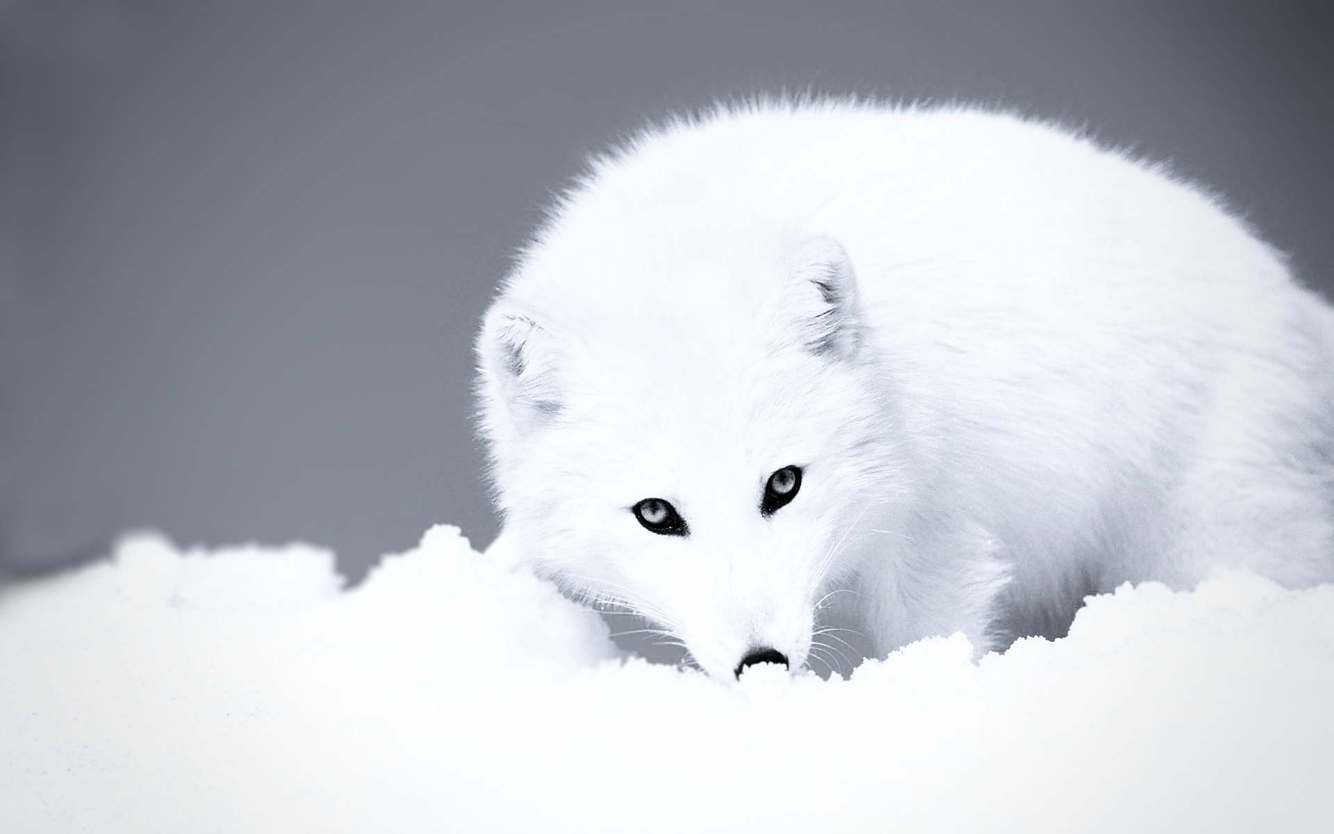 244926 descargar imagen animales, zorro polar, zorro, perros: fondos de pantalla y protectores de pantalla gratis