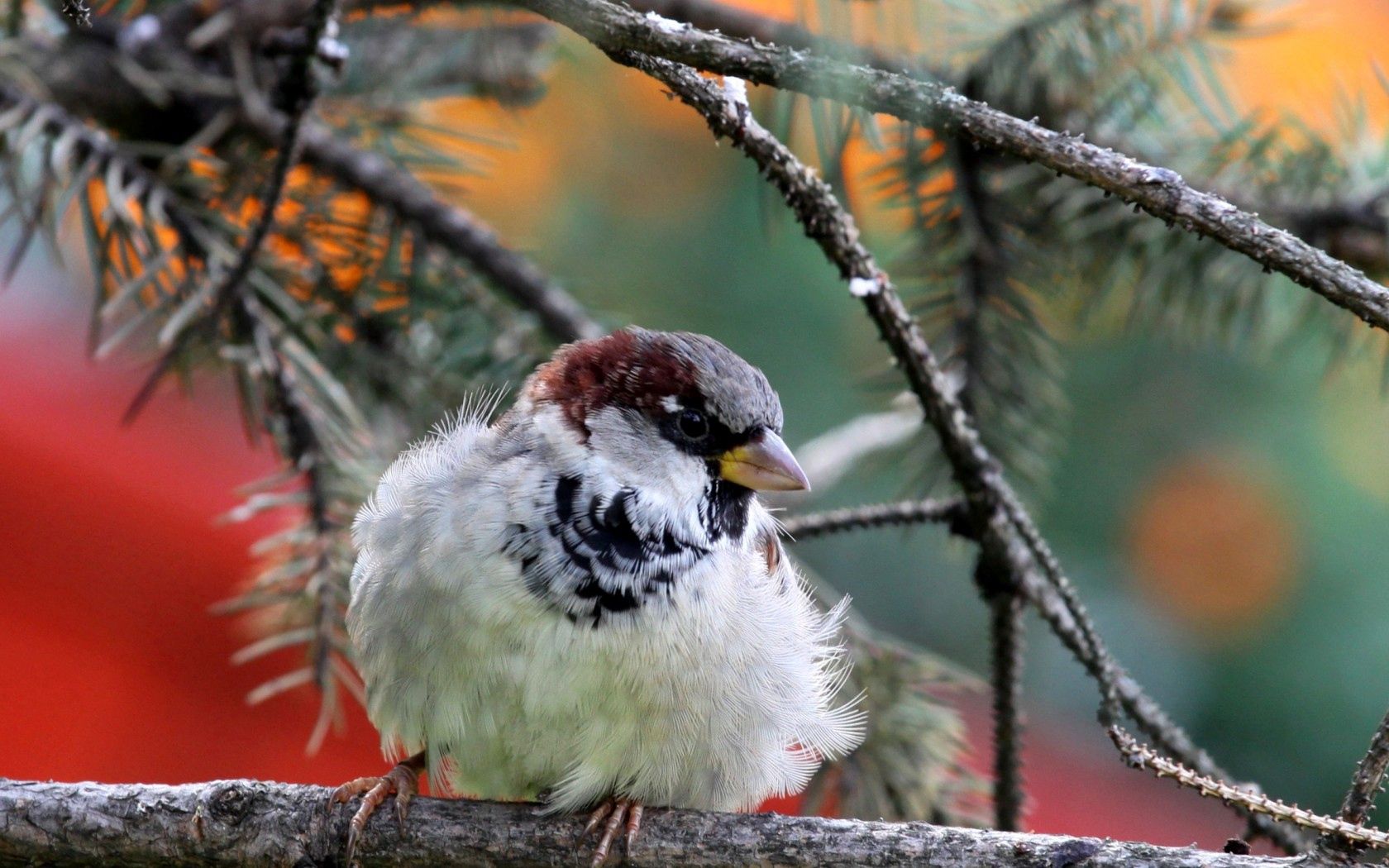 Free download wallpaper Bird, Sparrow, Branch, Needles, Animals, Nature on your PC desktop