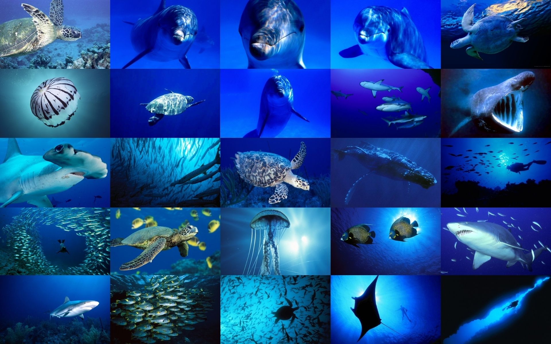 PCデスクトップに動物, 魚, 海洋, 青い, 水中画像を無料でダウンロード