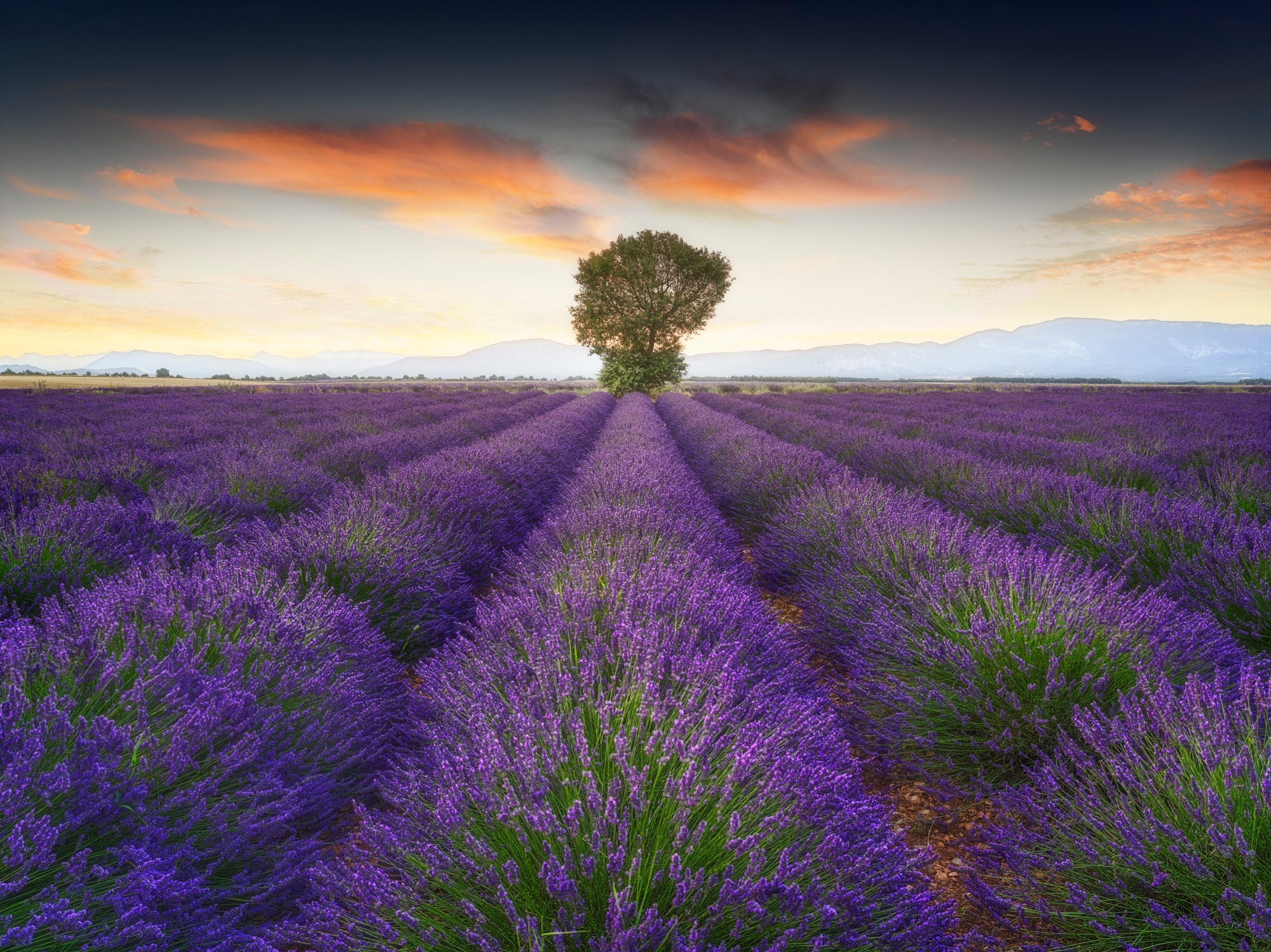 Download mobile wallpaper Flowers, Flower, Earth, Field, Lavender, Purple Flower for free.