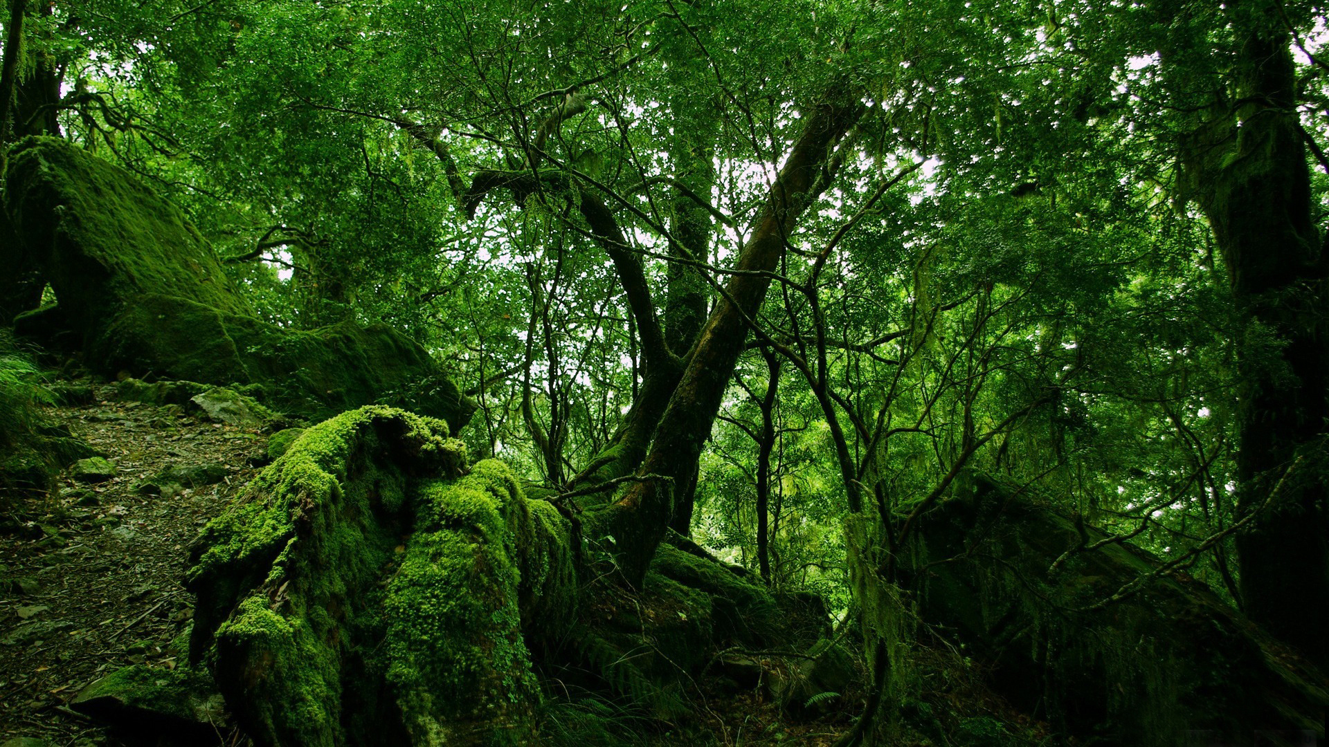 Скачать картинку Лес, Земля/природа в телефон бесплатно.
