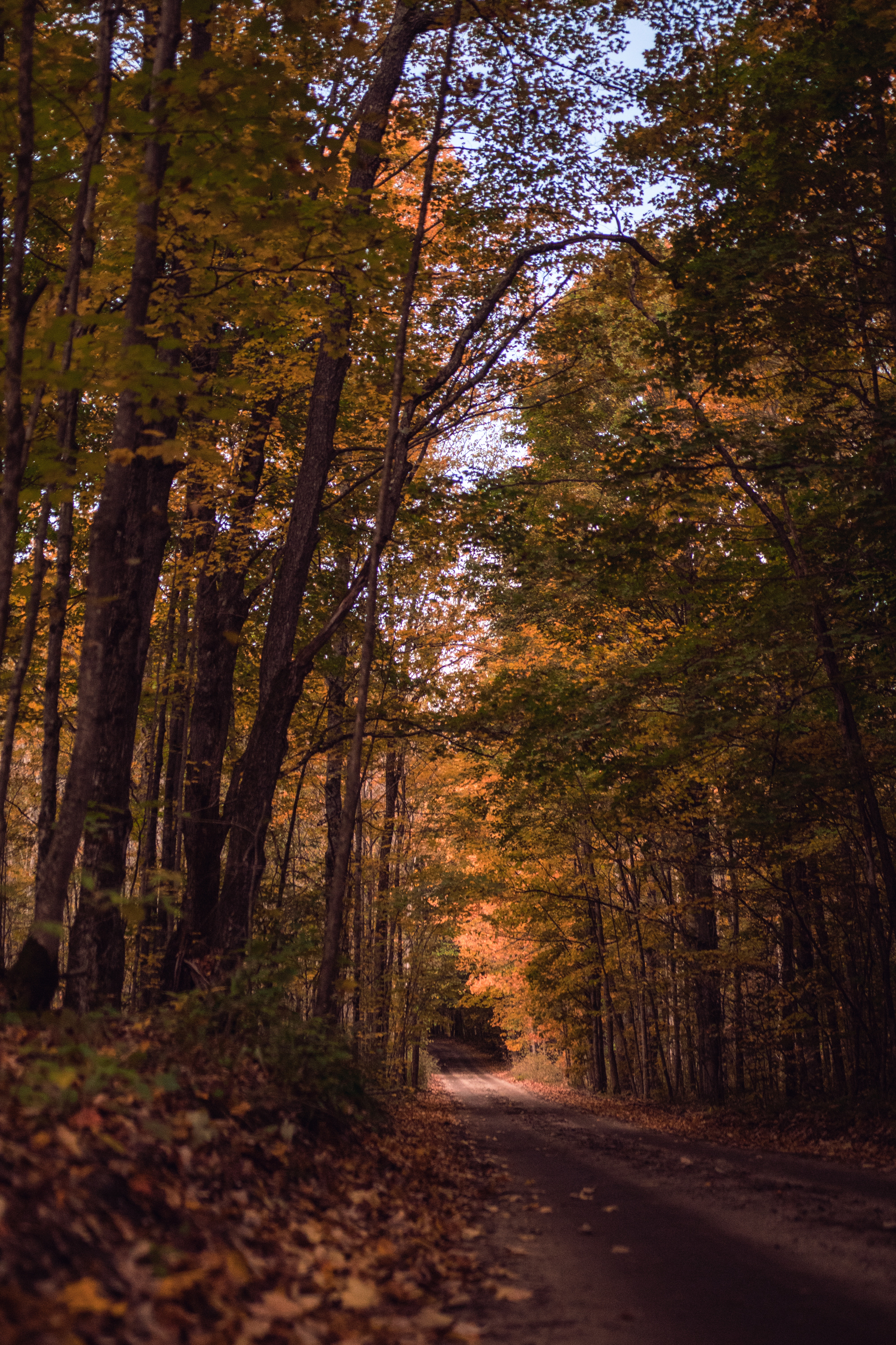 無料モバイル壁紙自然, 道路, 木, 道, パス, 森, 森林, 秋をダウンロードします。