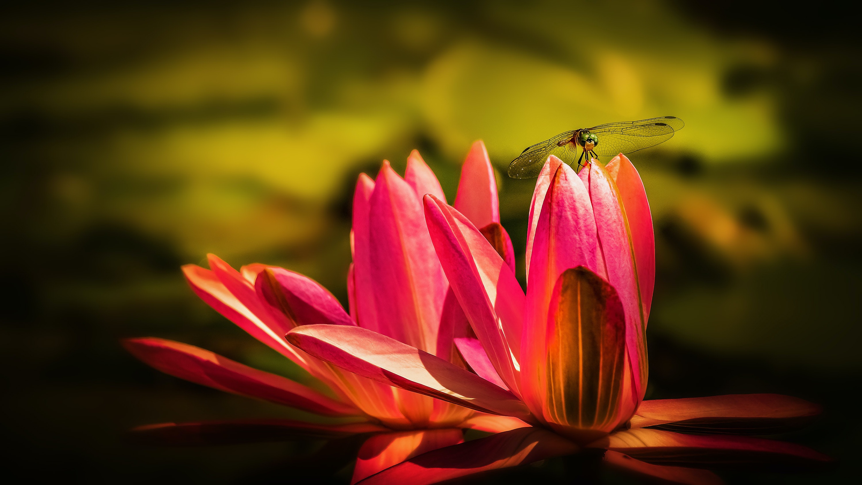 Download mobile wallpaper Insects, Flower, Macro, Insect, Animal, Water Lily, Dragonfly for free.