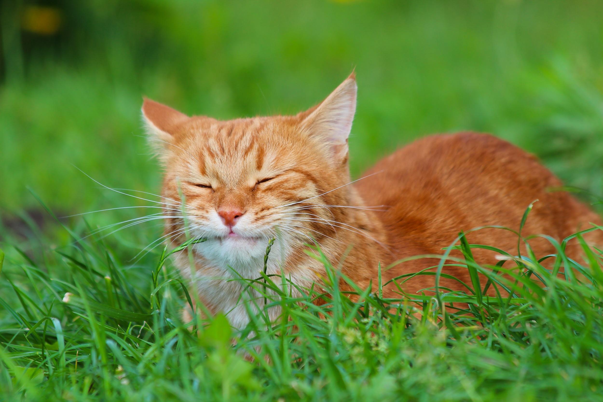 無料モバイル壁紙動物, 草, ネコ, 猫, 睡眠をダウンロードします。