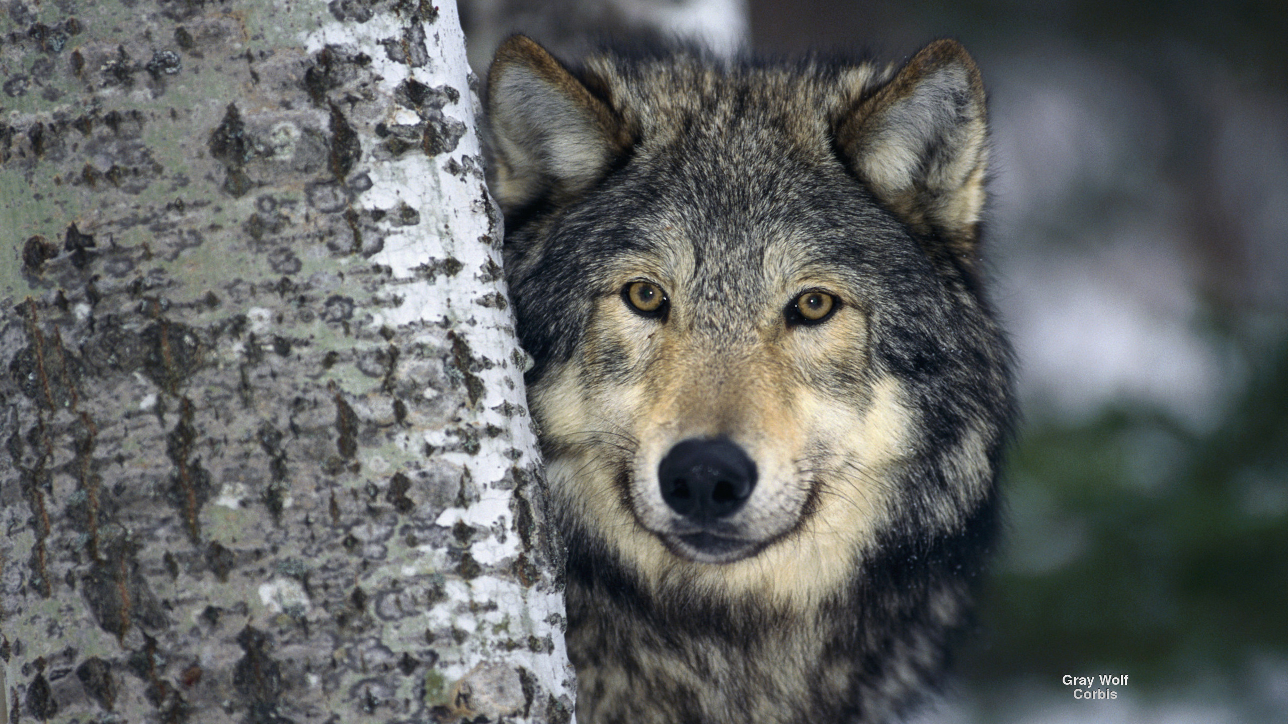 374518壁紙のダウンロード動物, グレイウルフ, 冬, 狼, オオカミ-スクリーンセーバーと写真を無料で