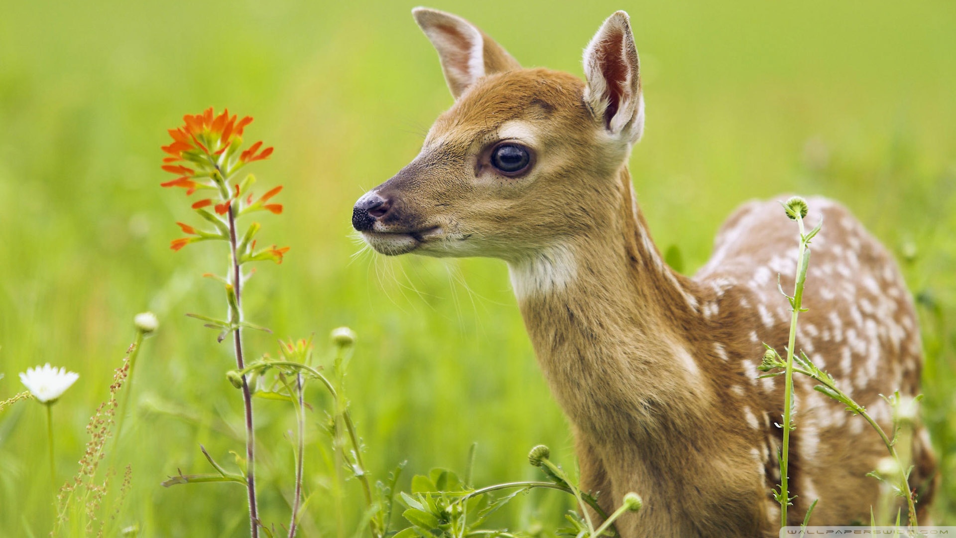 Handy-Wallpaper Tiere, Hirsch kostenlos herunterladen.