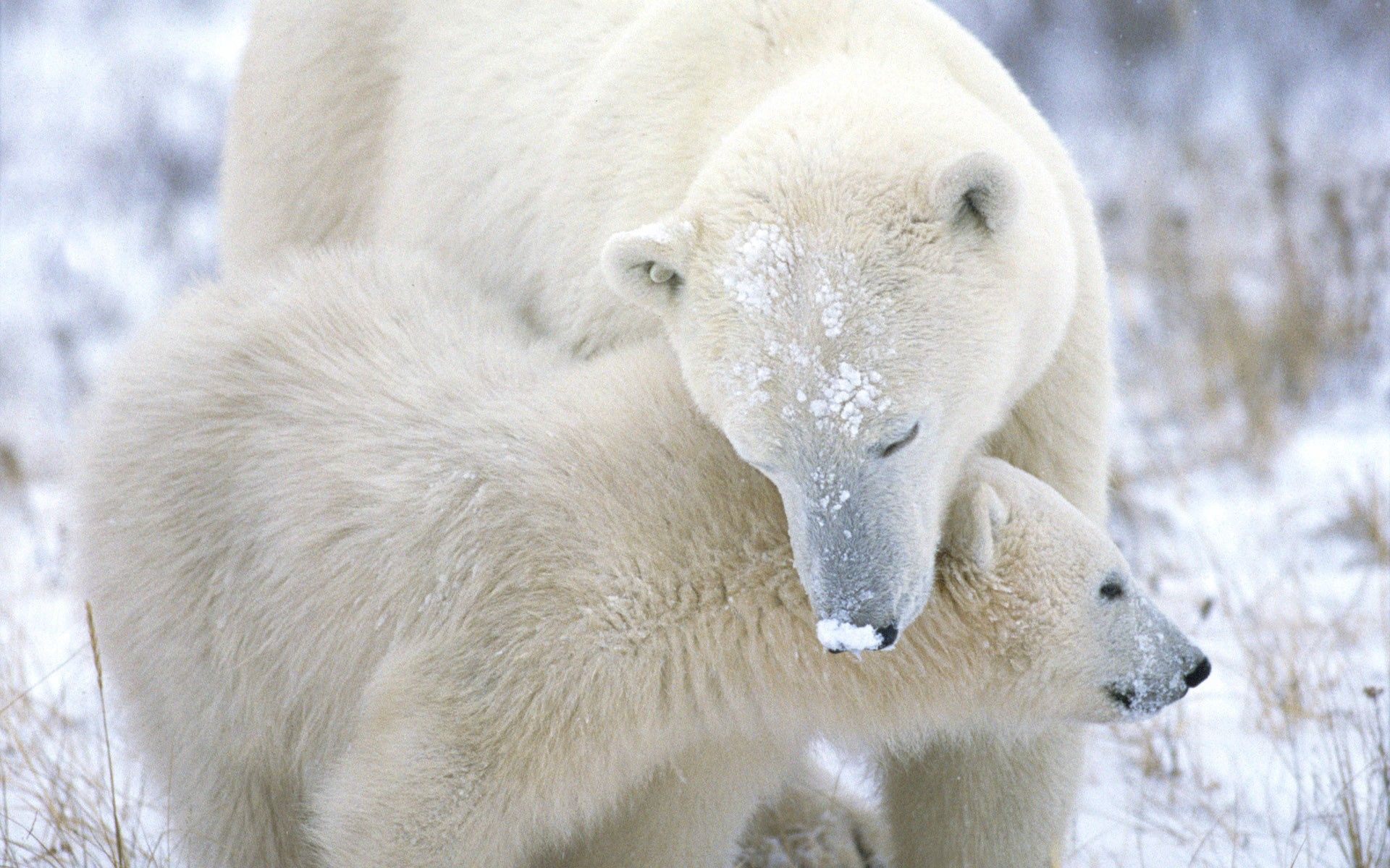 102141 завантажити шпалери тварини, сніг, дитинча, турбота, догляд, джо, хутро, полярний ведмідь, білий ведмідь - заставки і картинки безкоштовно