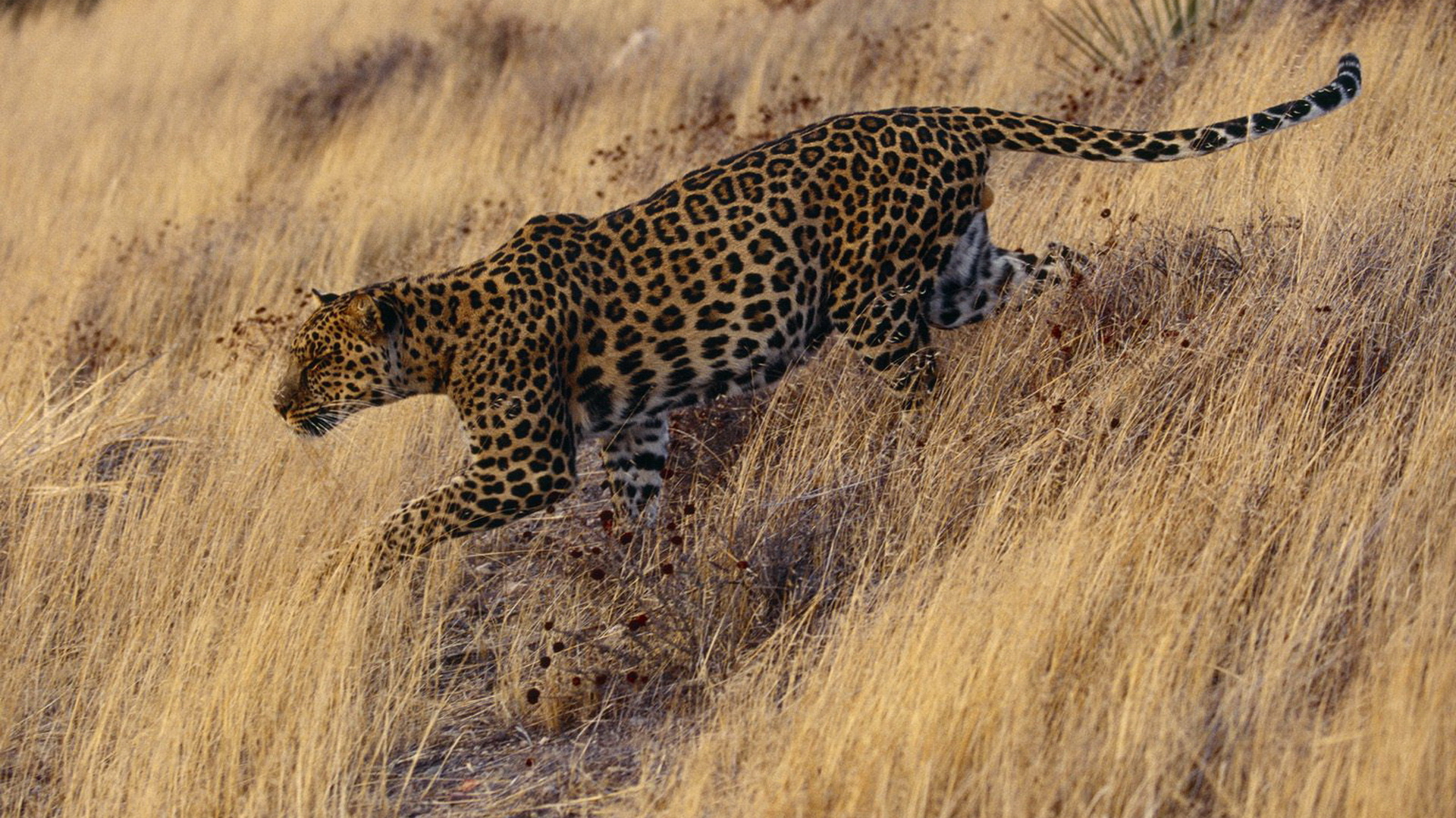 166816 baixar imagens grama, animais, leopardo, gato, savana, gatos - papéis de parede e protetores de tela gratuitamente