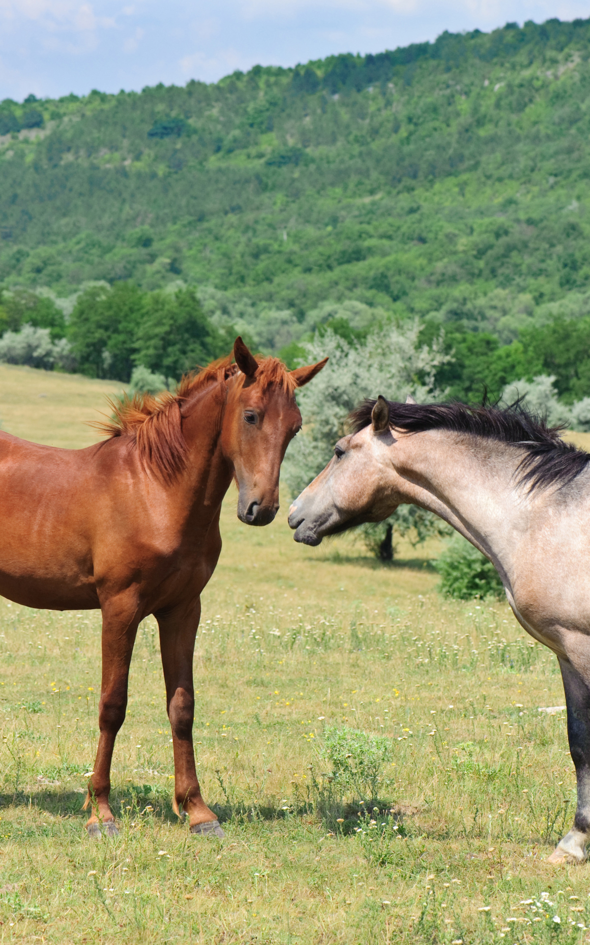 Descarga gratuita de fondo de pantalla para móvil de Animales, Caballo.