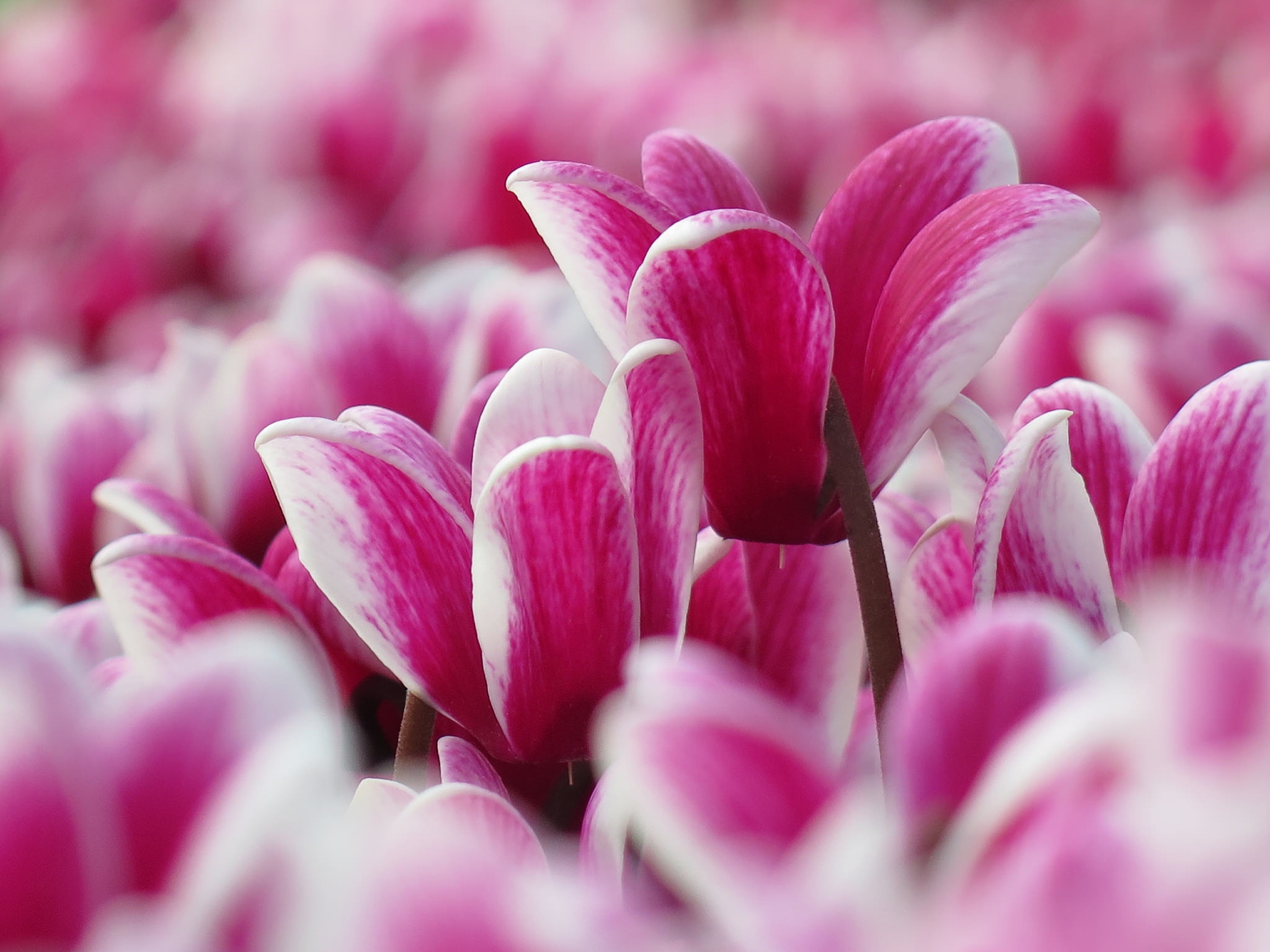 Free download wallpaper Nature, Flowers, Flower, Close Up, Earth, Pink Flower on your PC desktop