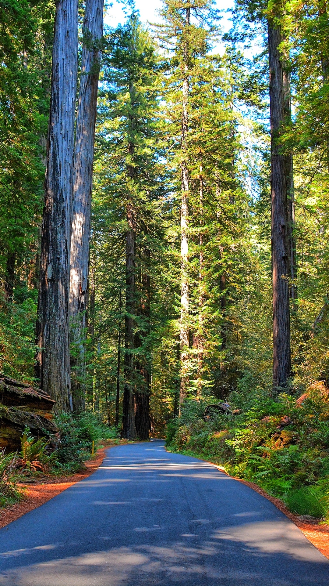 Descarga gratuita de fondo de pantalla para móvil de Bosque, Árbol, Carretera, Rayo De Sol, Hecho Por El Hombre, Frijol De Sol.